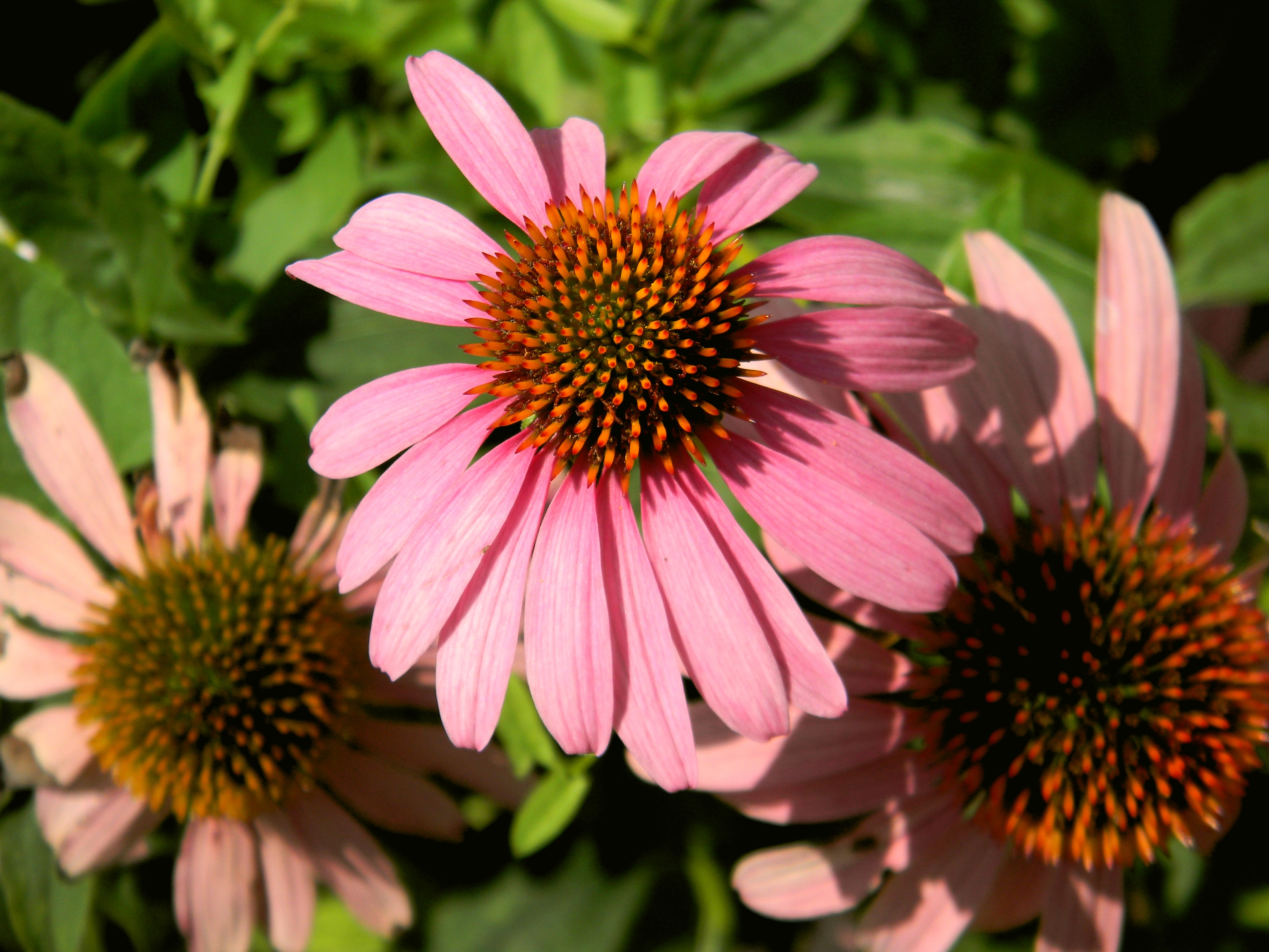 Handy-Wallpaper Blumen, Blume, Erde/natur kostenlos herunterladen.