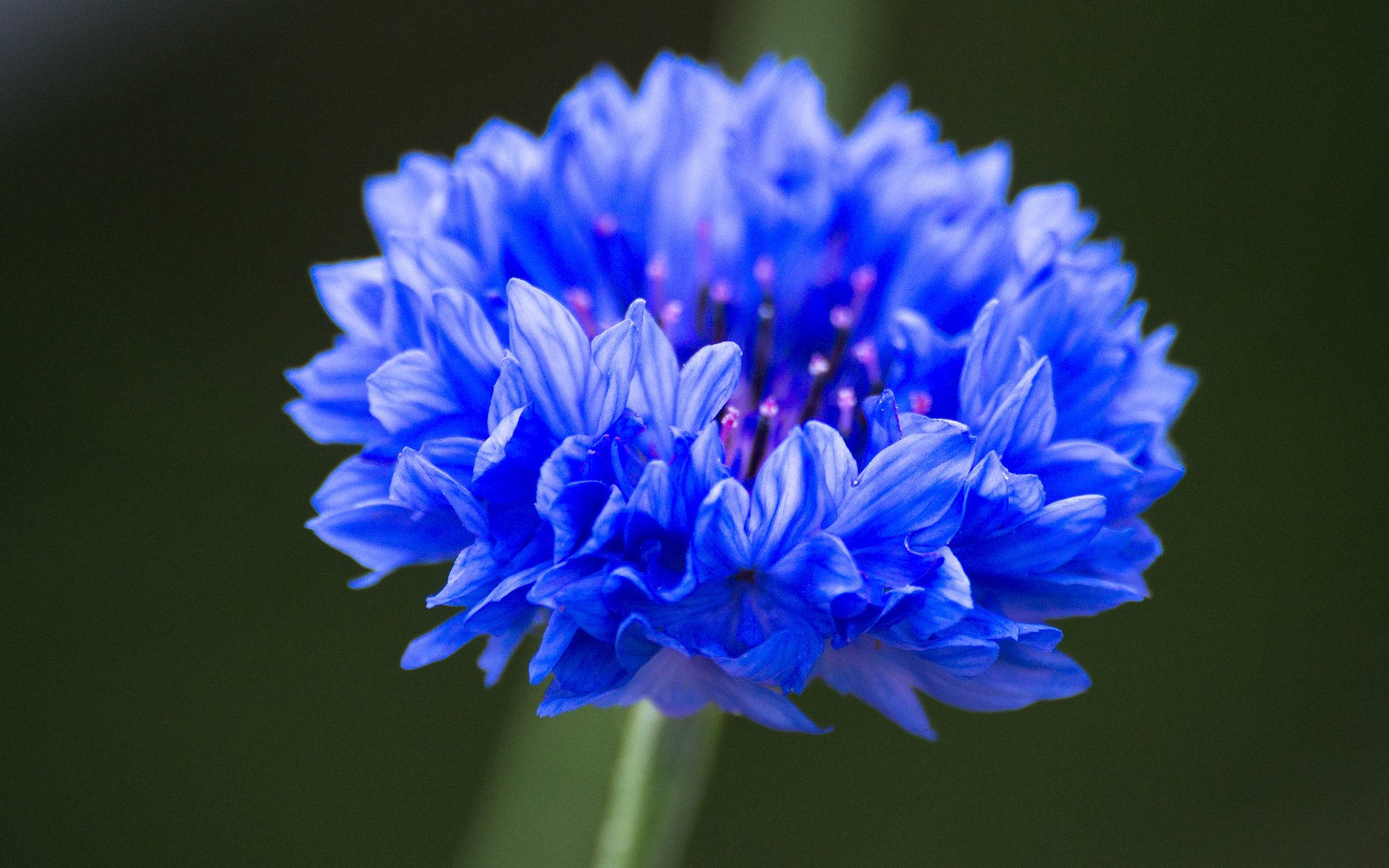 Free download wallpaper Nature, Flowers, Flower, Macro, Earth, Blue Flower on your PC desktop