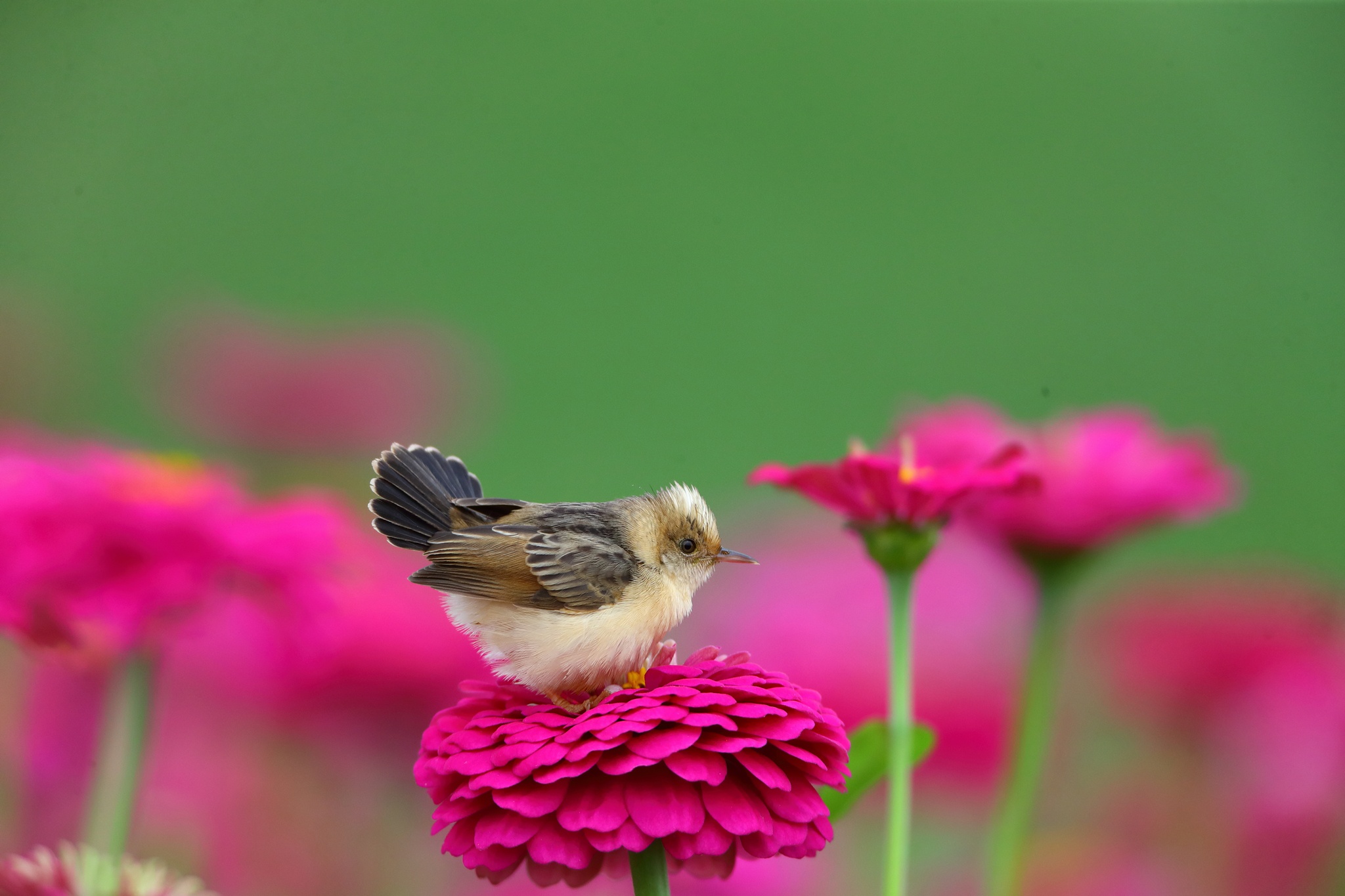 Download mobile wallpaper Nature, Birds, Flower, Bird, Animal for free.