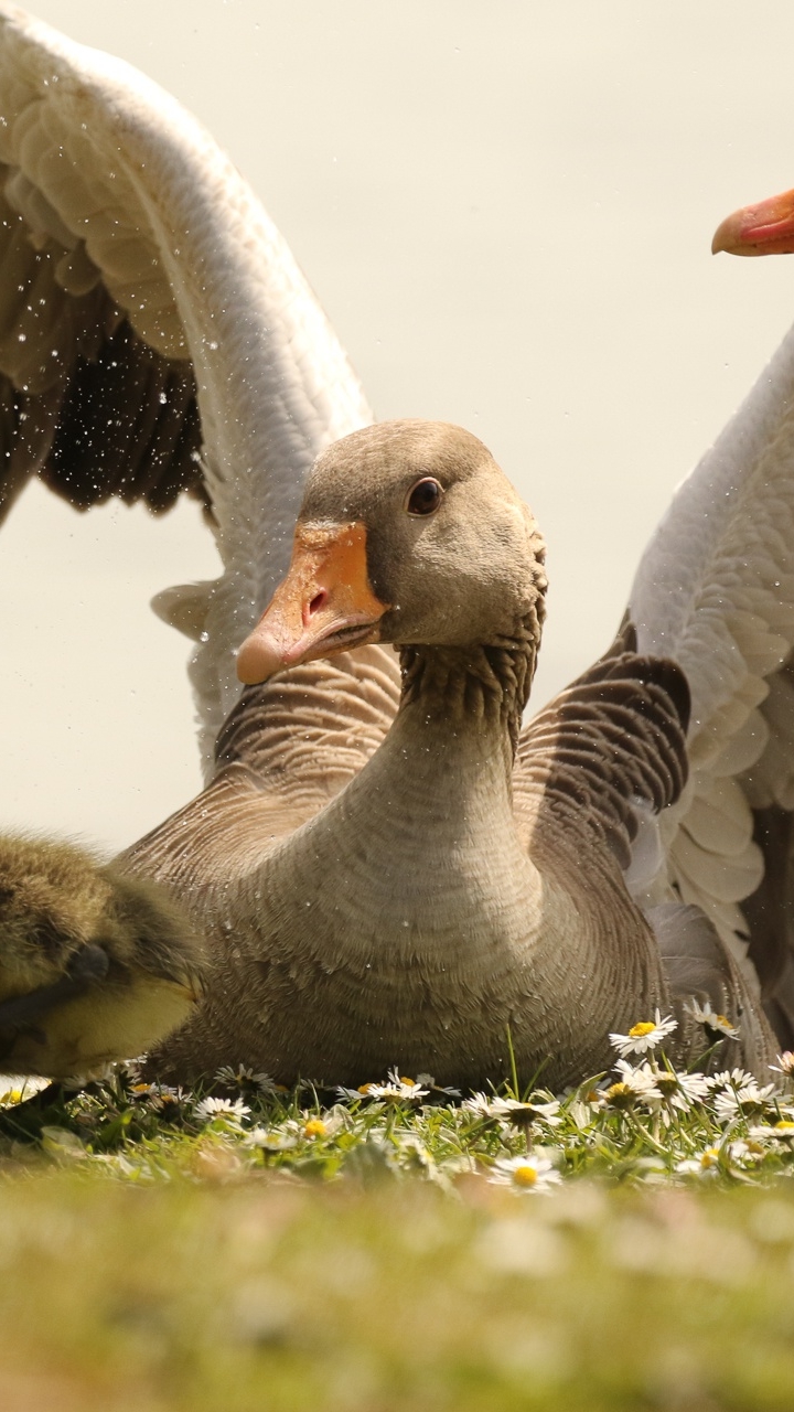Download mobile wallpaper Birds, Bird, Animal, Goose for free.