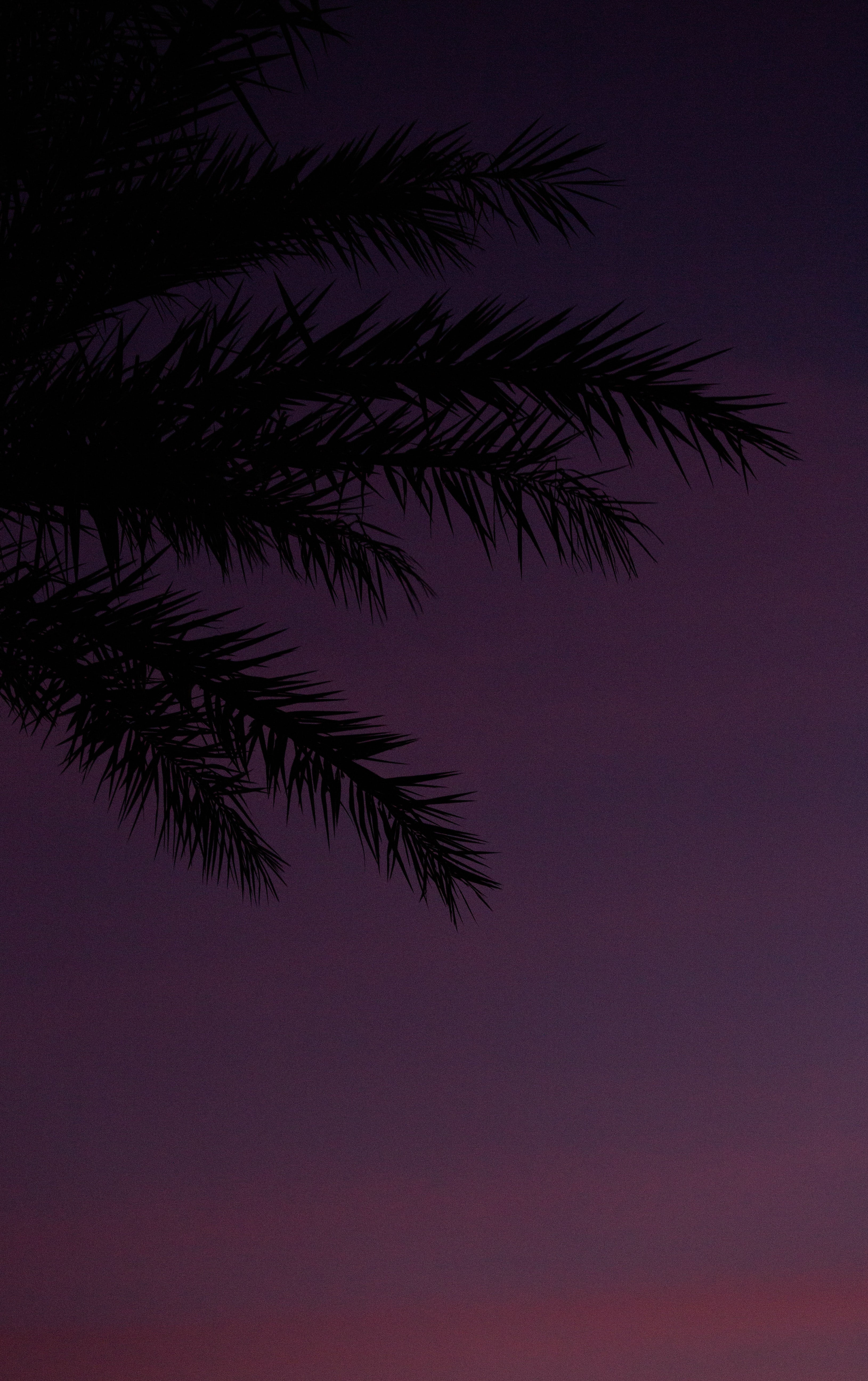 105052 Hintergrundbild herunterladen sky, dunkel, palme, palm, geäst, zweige, dämmerung, twilight - Bildschirmschoner und Bilder kostenlos