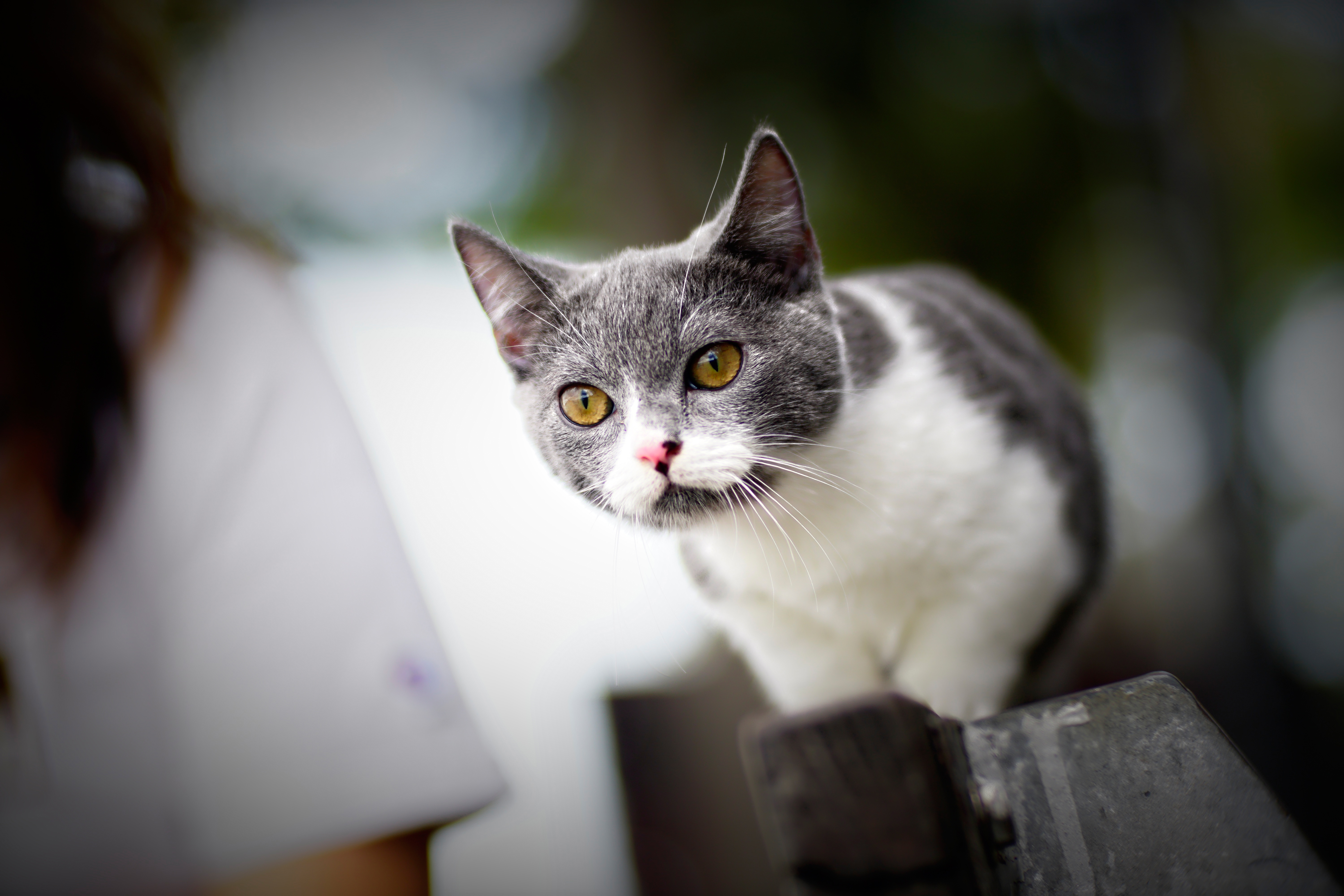 Téléchargez des papiers peints mobile Animaux, Chats, Chat gratuitement.