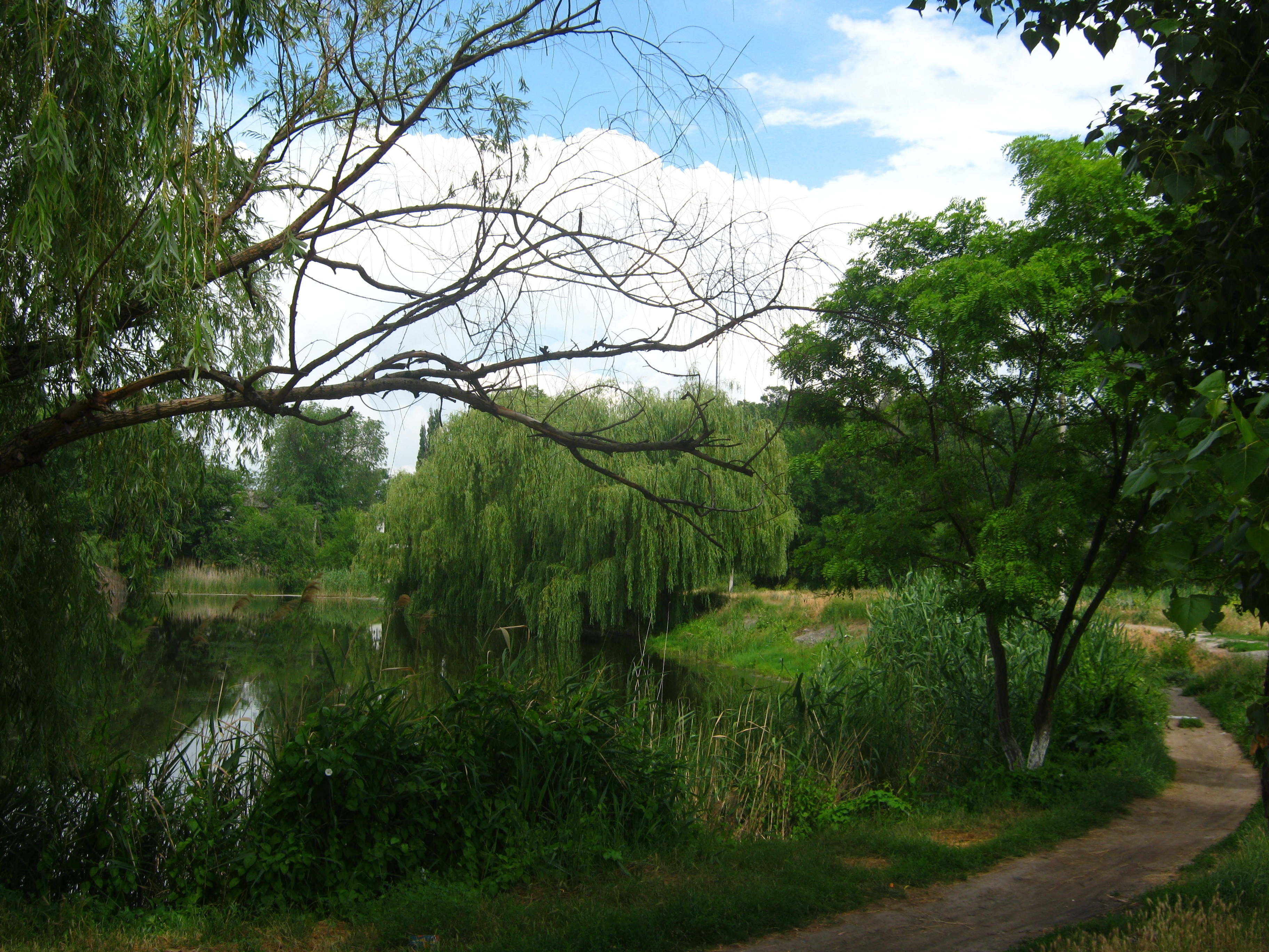 Download PC Wallpaper rivers, nature, summer, path, willow, and you