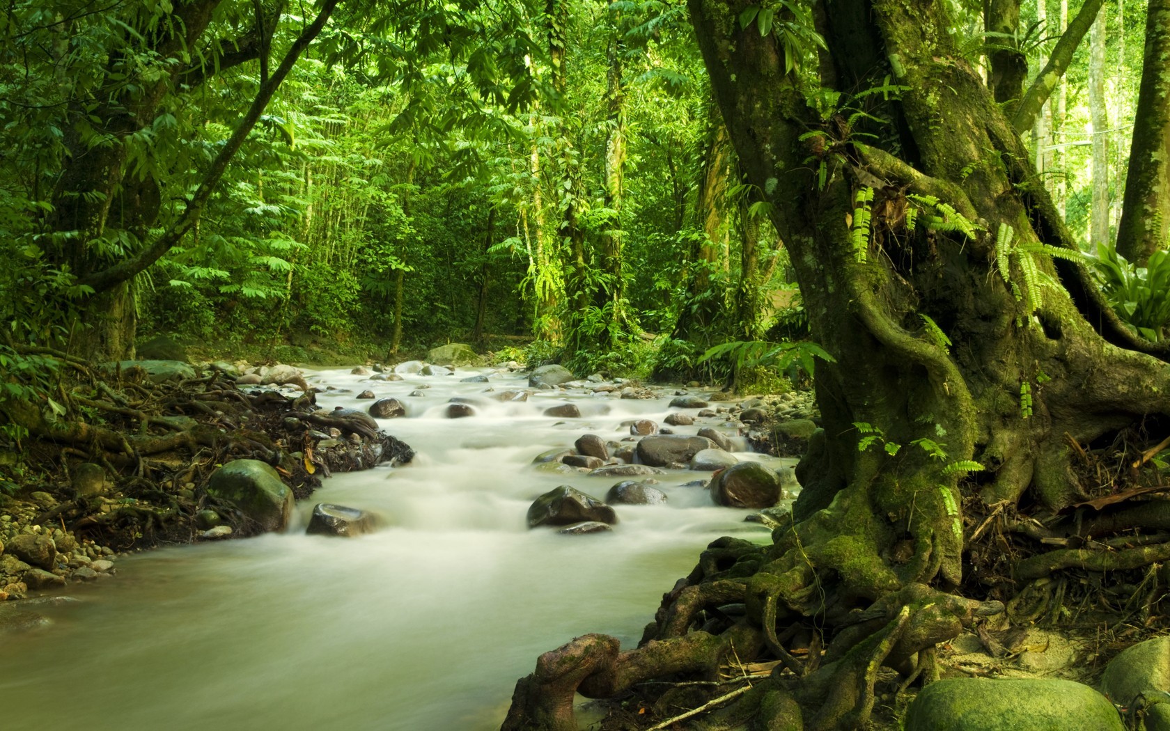 Скачать картинку Лес, Зеленый, Ручей, Земля/природа в телефон бесплатно.