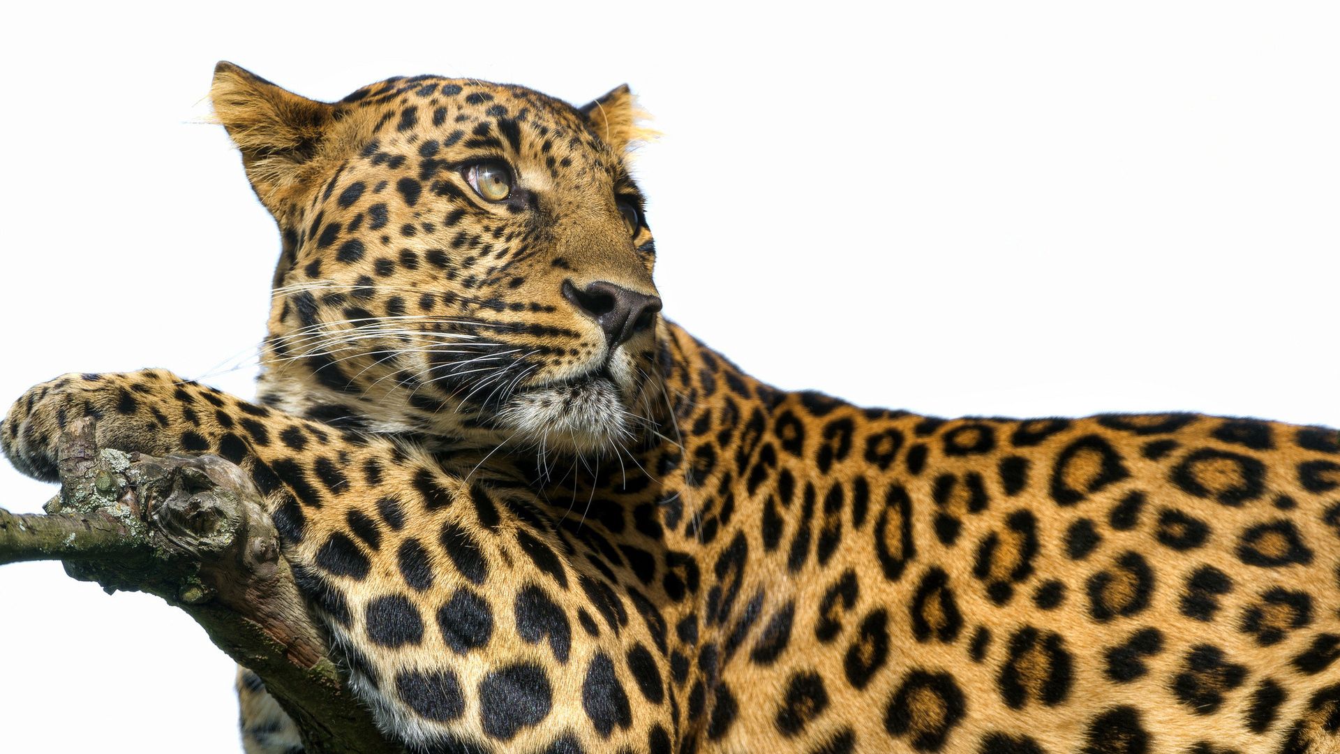 Handy-Wallpaper Tiere, Big Cat, Leopard, Raubtier, Predator, Große Katze, Flecken, Spots kostenlos herunterladen.