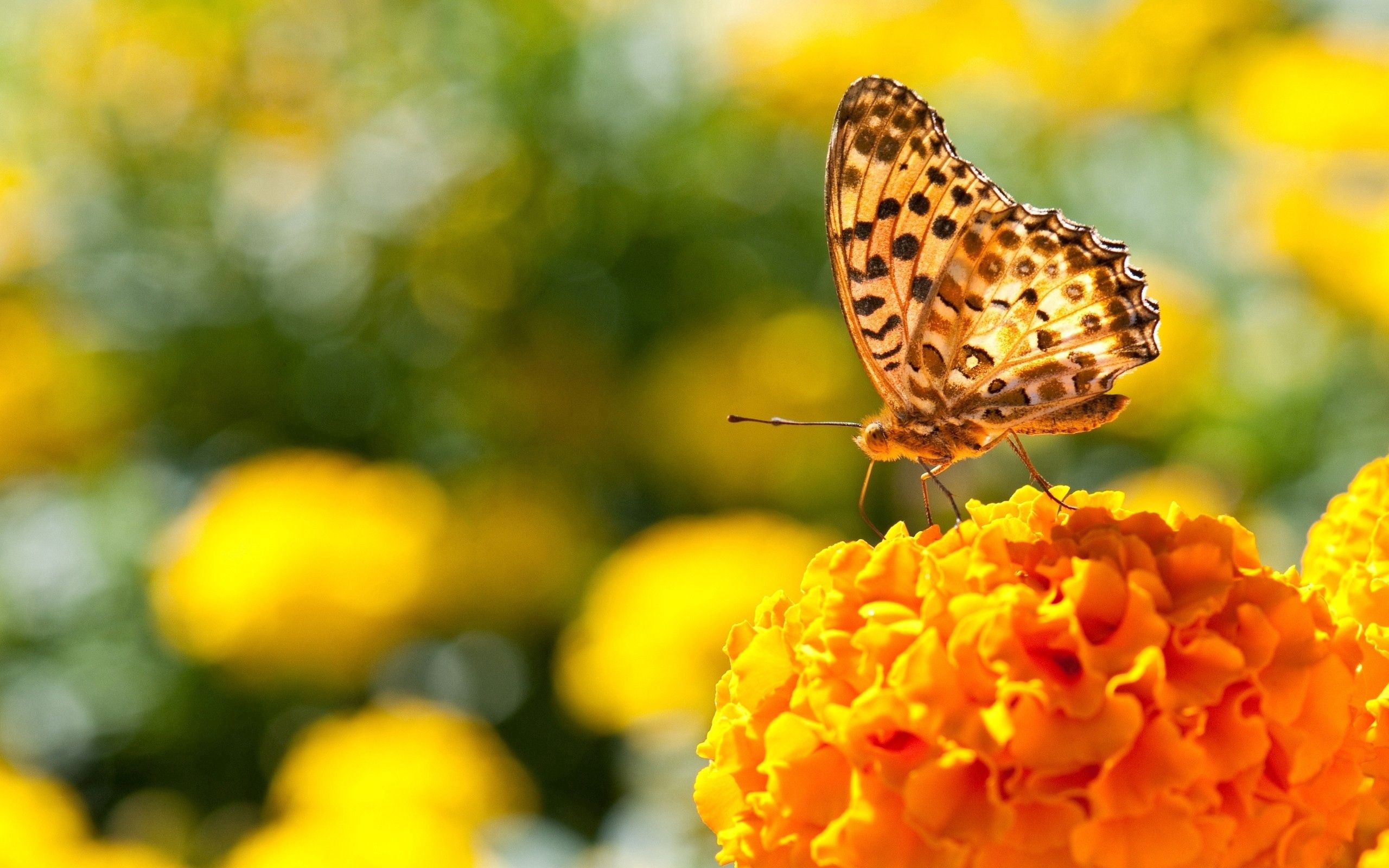 Free download wallpaper Flowers, Macro, Shine, Light, Surface, Wings, Butterfly on your PC desktop