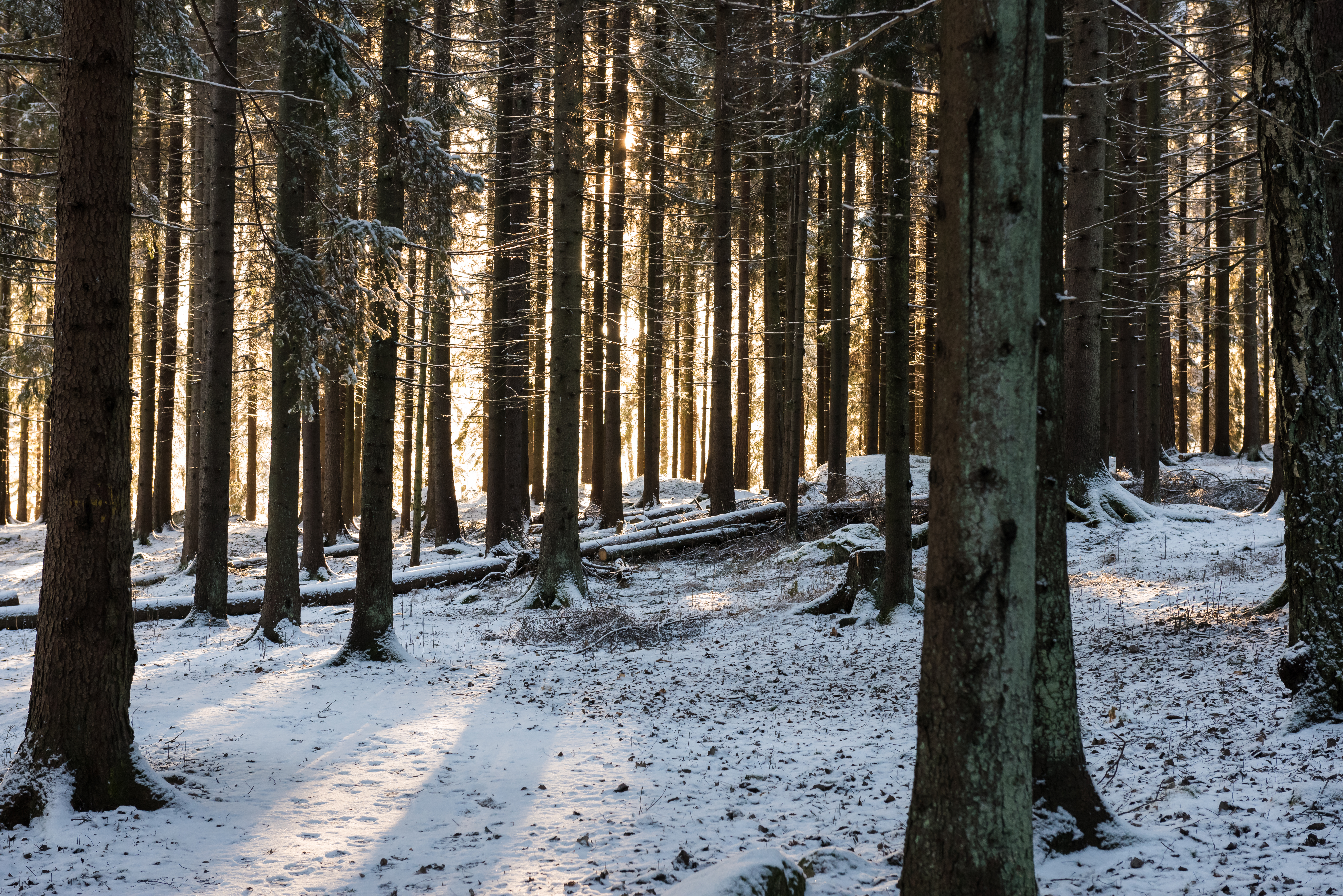 136372 завантажити картинку зима, природа, сніг, ліс, сонячного світла, сонячні промені - шпалери і заставки безкоштовно