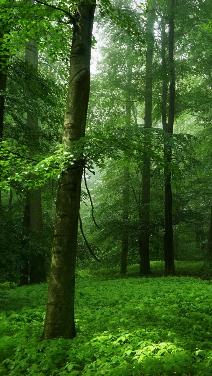 Download mobile wallpaper Forest, Earth, Spring for free.