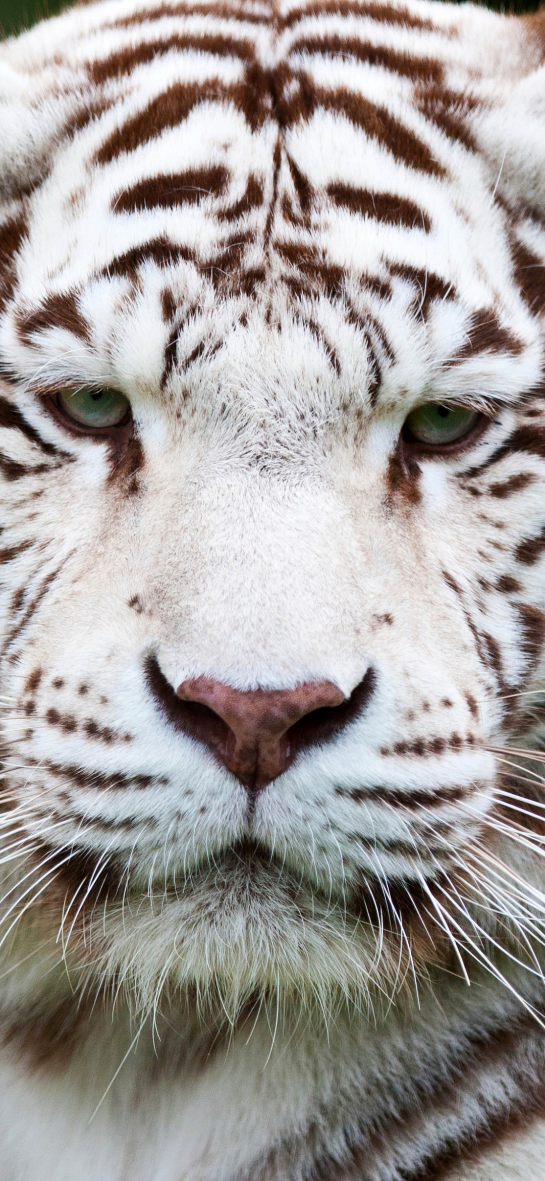 Скачати мобільні шпалери Тварина, Коти, Білий Тигр, Витріщитися безкоштовно.