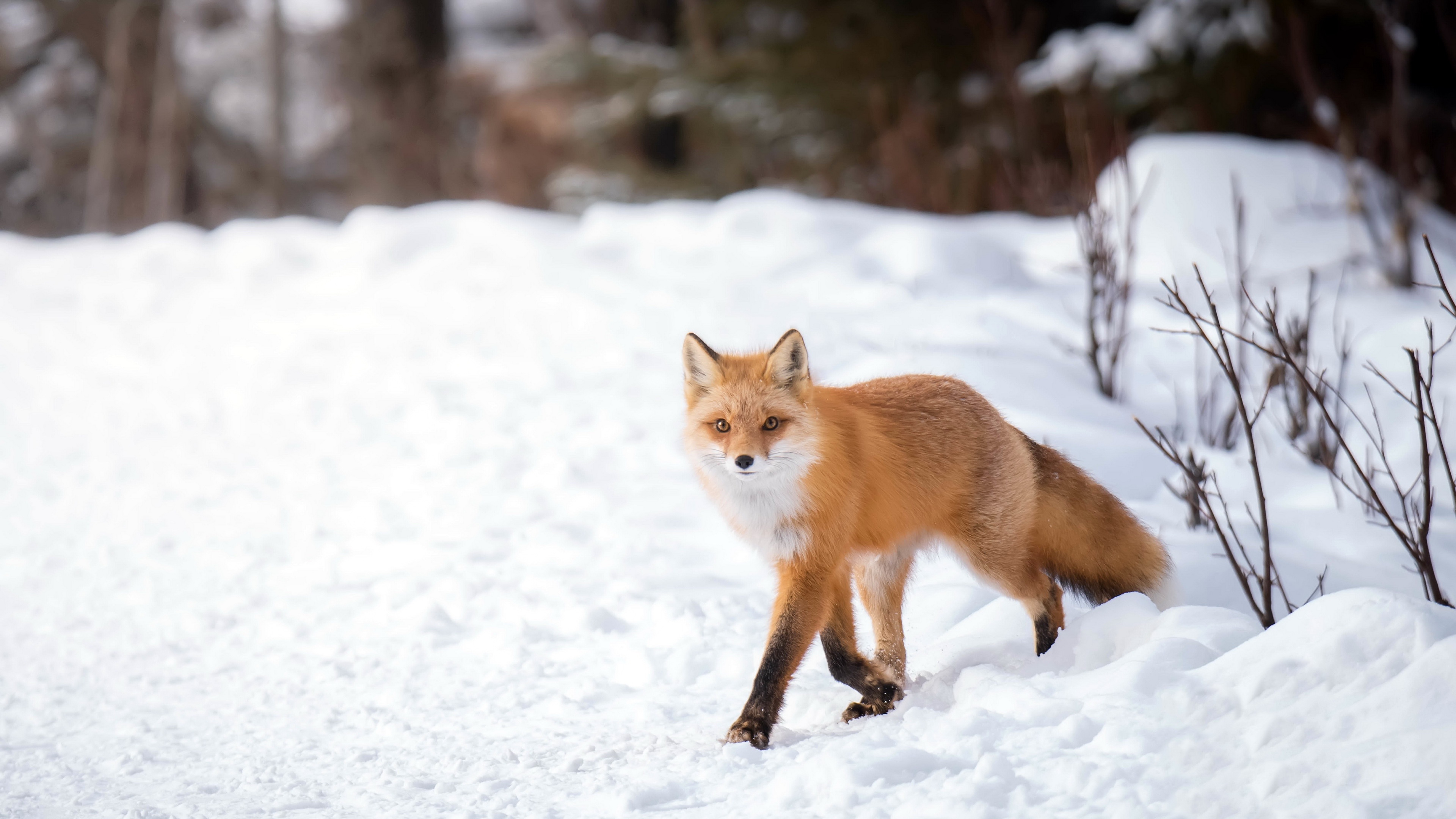 Descarga gratis la imagen Animales, Invierno, Nieve, Zorro en el escritorio de tu PC
