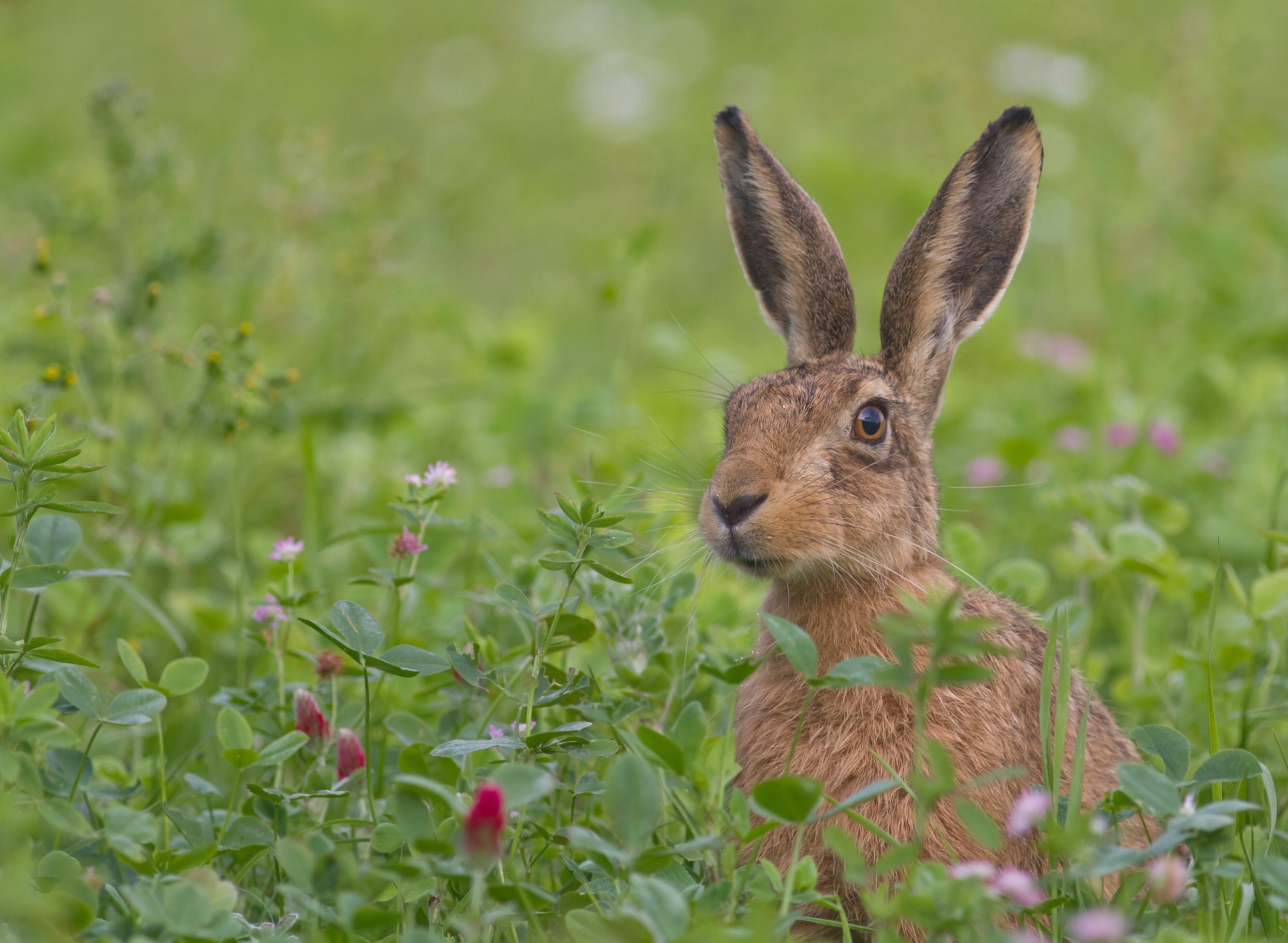 hare, animals, flowers, grass, muzzle, fright