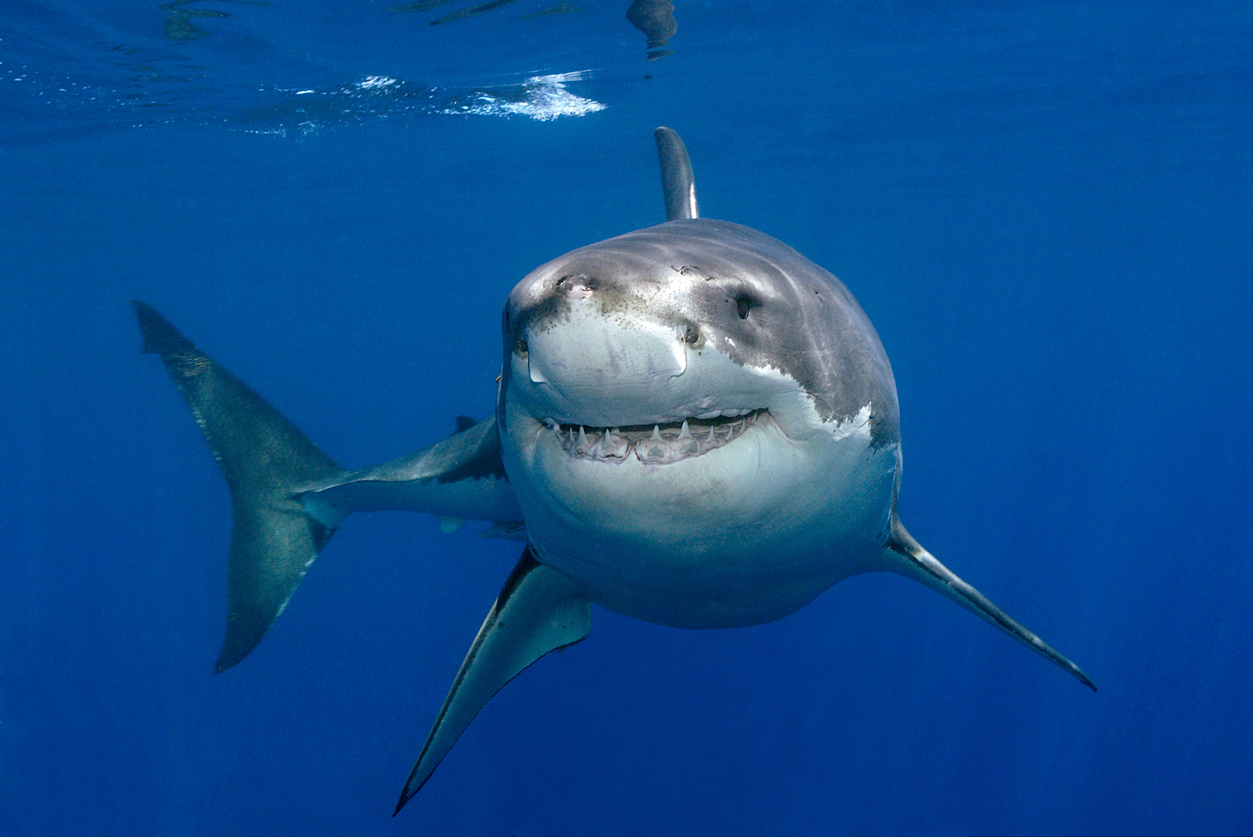 369926 Hintergrundbild herunterladen tiere, großer weißer hai, fisch, hai, unterwasser, haie - Bildschirmschoner und Bilder kostenlos