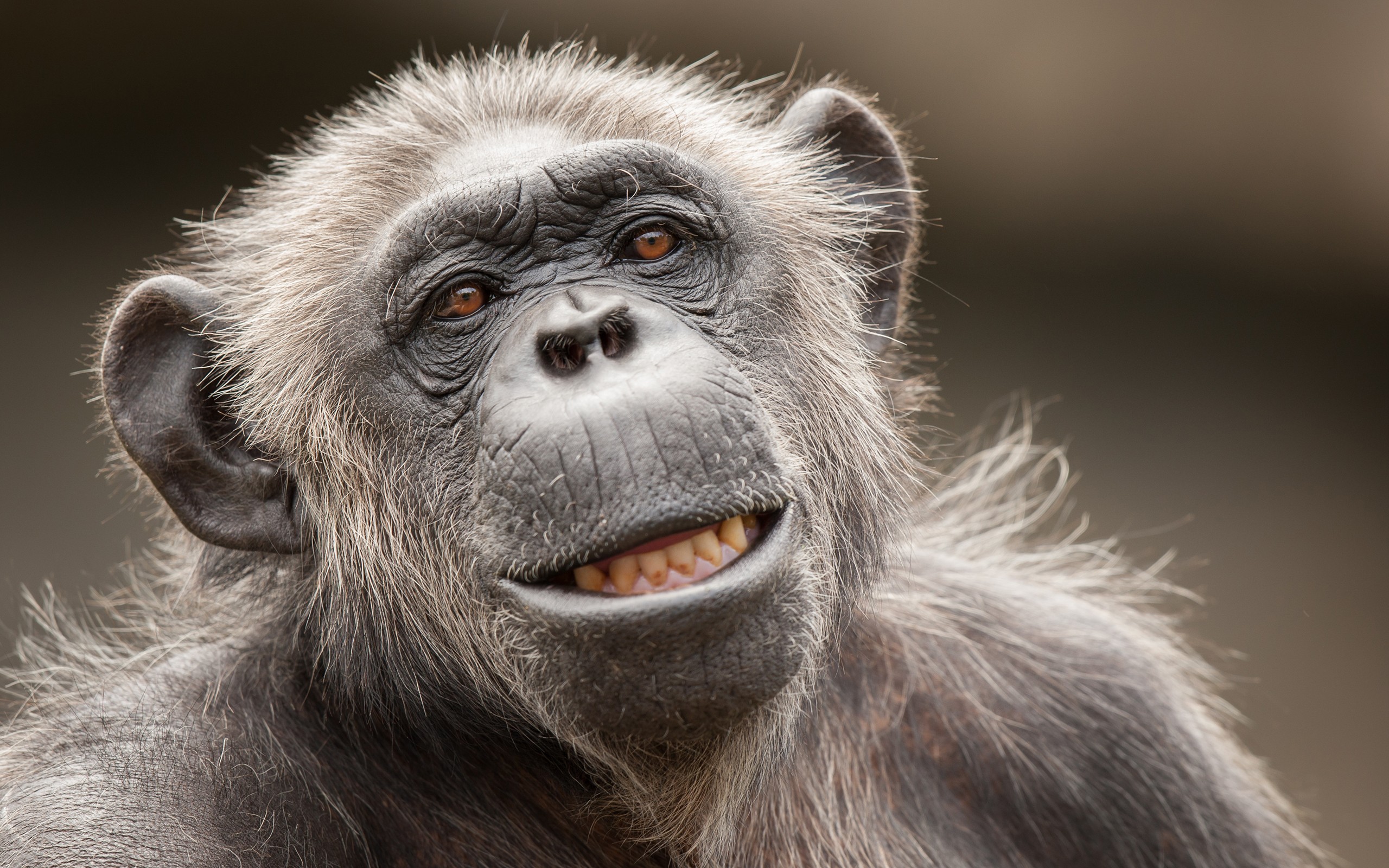 Download mobile wallpaper Monkeys, Close Up, Monkey, Animal, Primate, Chimpanzee for free.