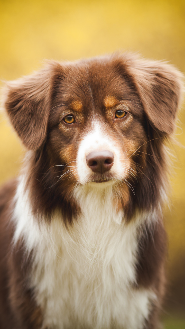 Téléchargez des papiers peints mobile Animaux, Chiens, Chien gratuitement.