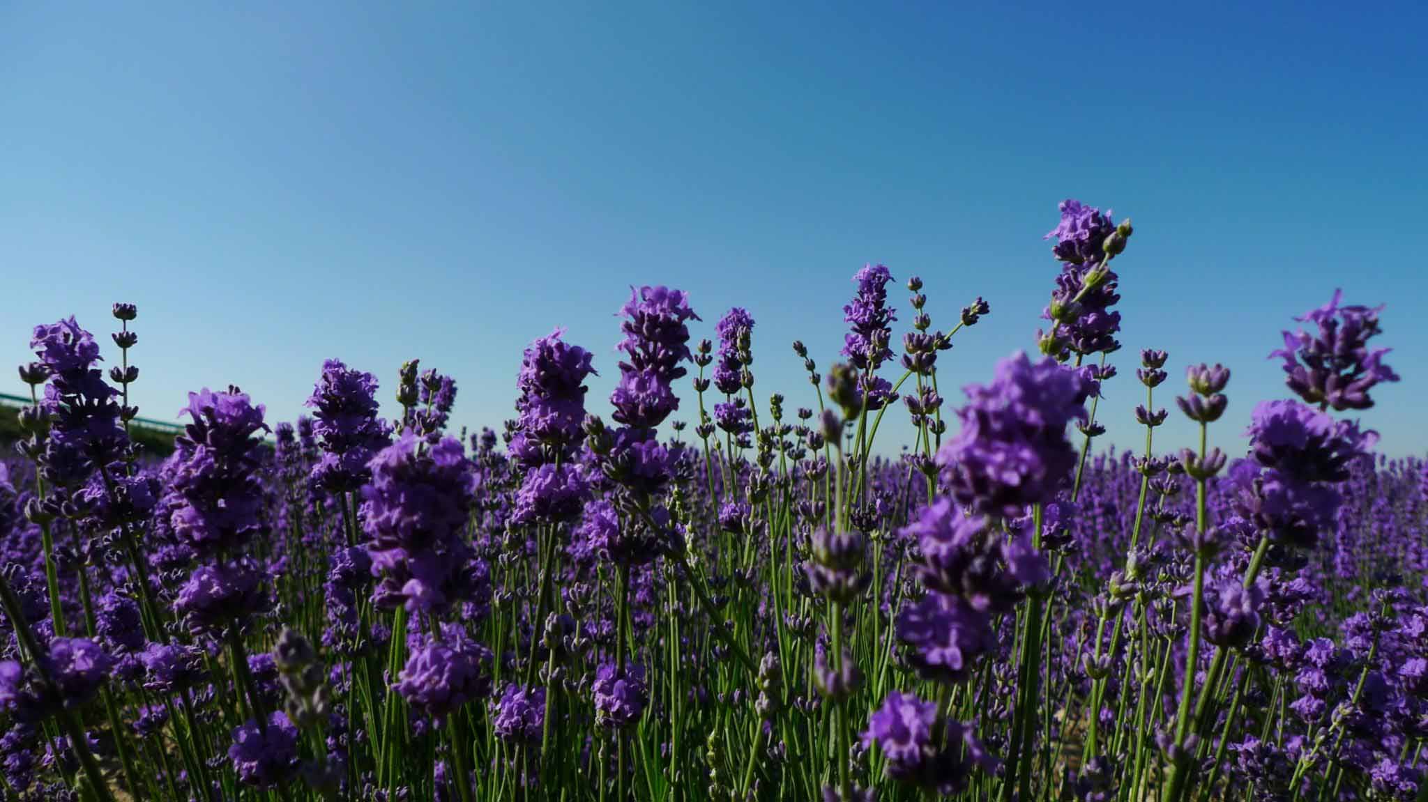 Free download wallpaper Flowers, Earth, Lavender on your PC desktop