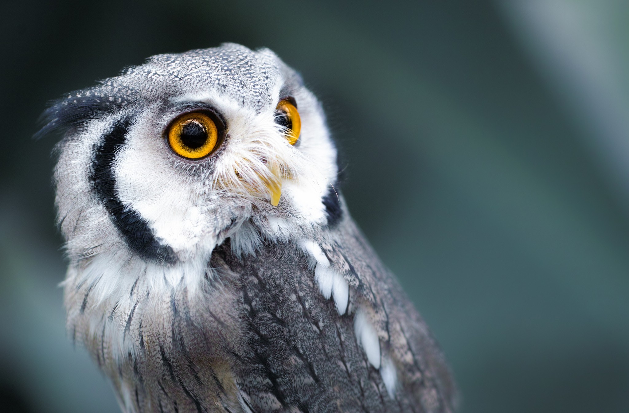 Download mobile wallpaper Owl, Eye, Birds, Animal for free.