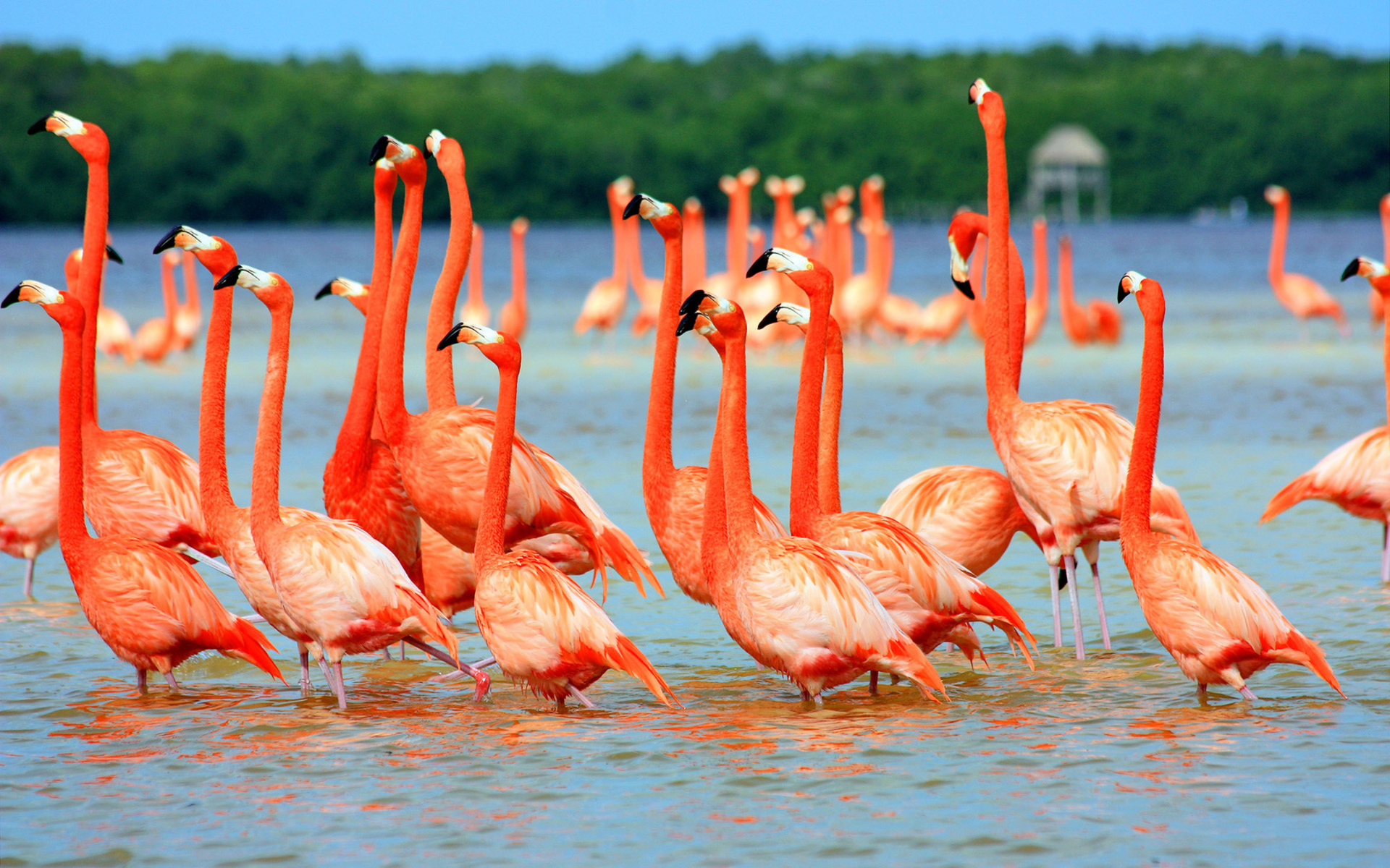 Descarga gratuita de fondo de pantalla para móvil de Flamenco, Aves, Animales.