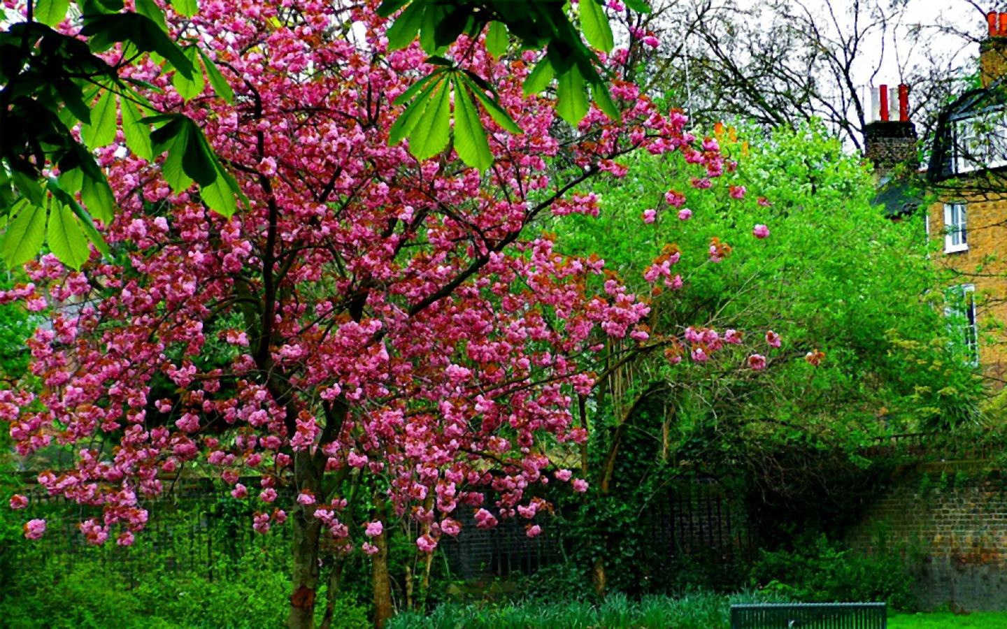 Скачать обои бесплатно Деревья, Дерево, Весна, Цветущие, Земля/природа, Розовый Цветок картинка на рабочий стол ПК