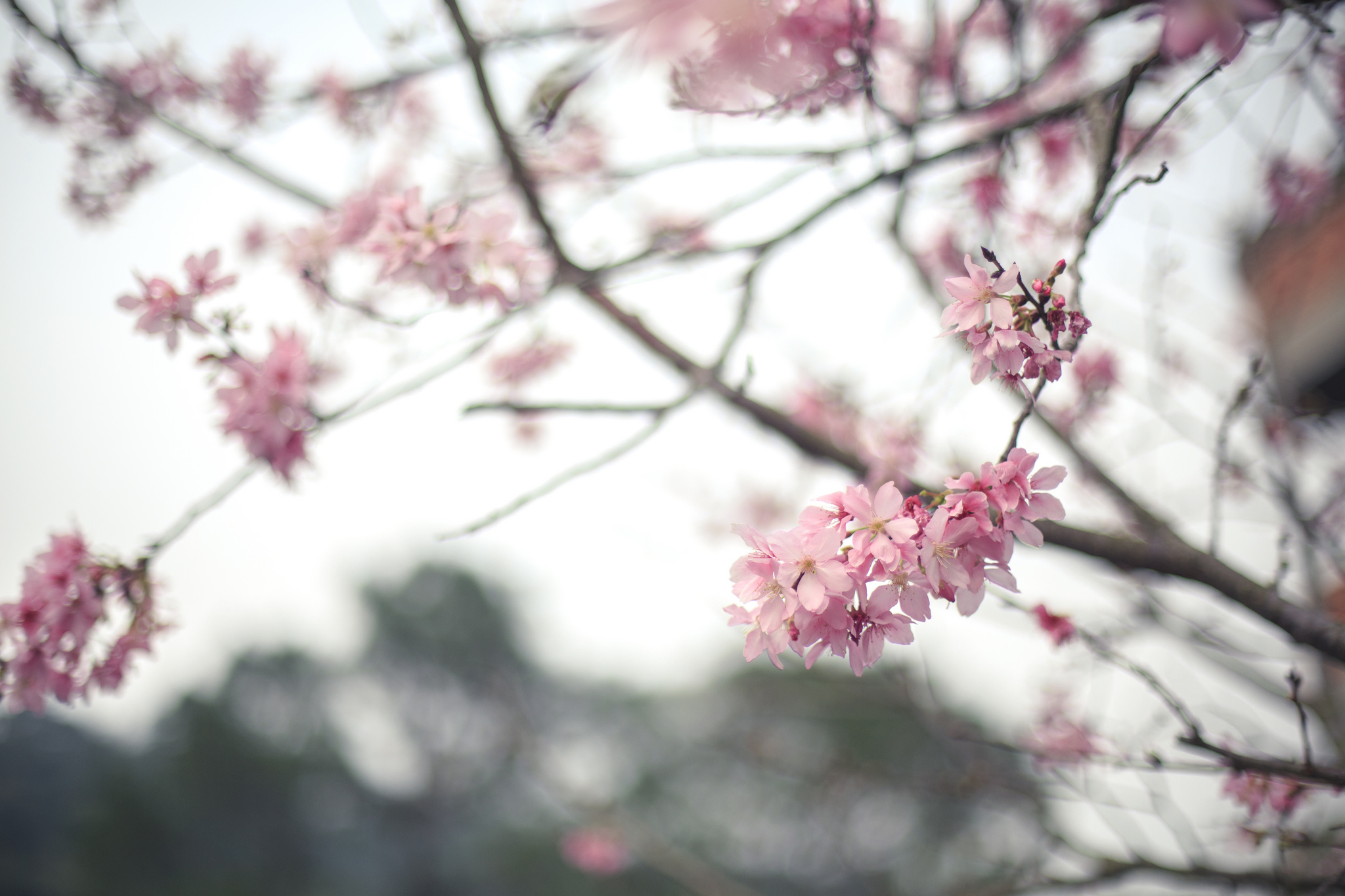 Free download wallpaper Flowers, Earth, Blossom on your PC desktop