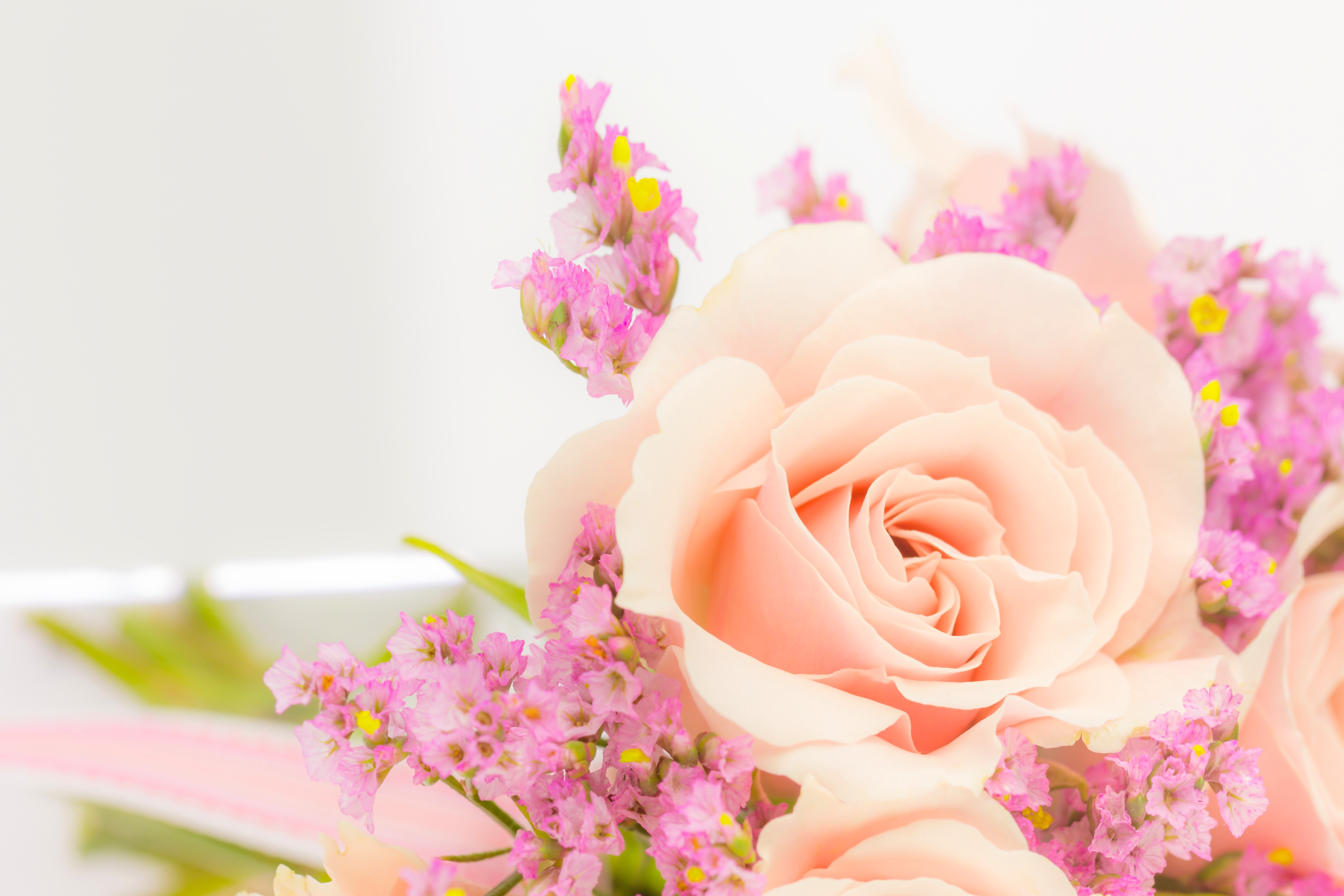 Free download wallpaper Flowers, Flower, Rose, Earth, Peach Flower on your PC desktop