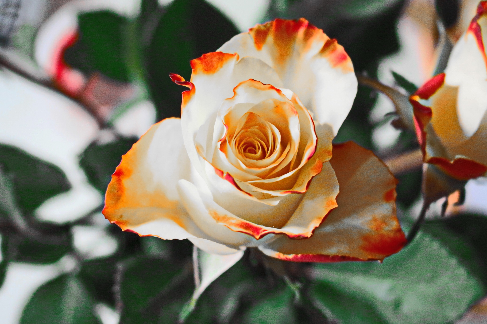 Téléchargez des papiers peints mobile Pétales, Bourgeon, Une Rose, Fleurs, Rose gratuitement.