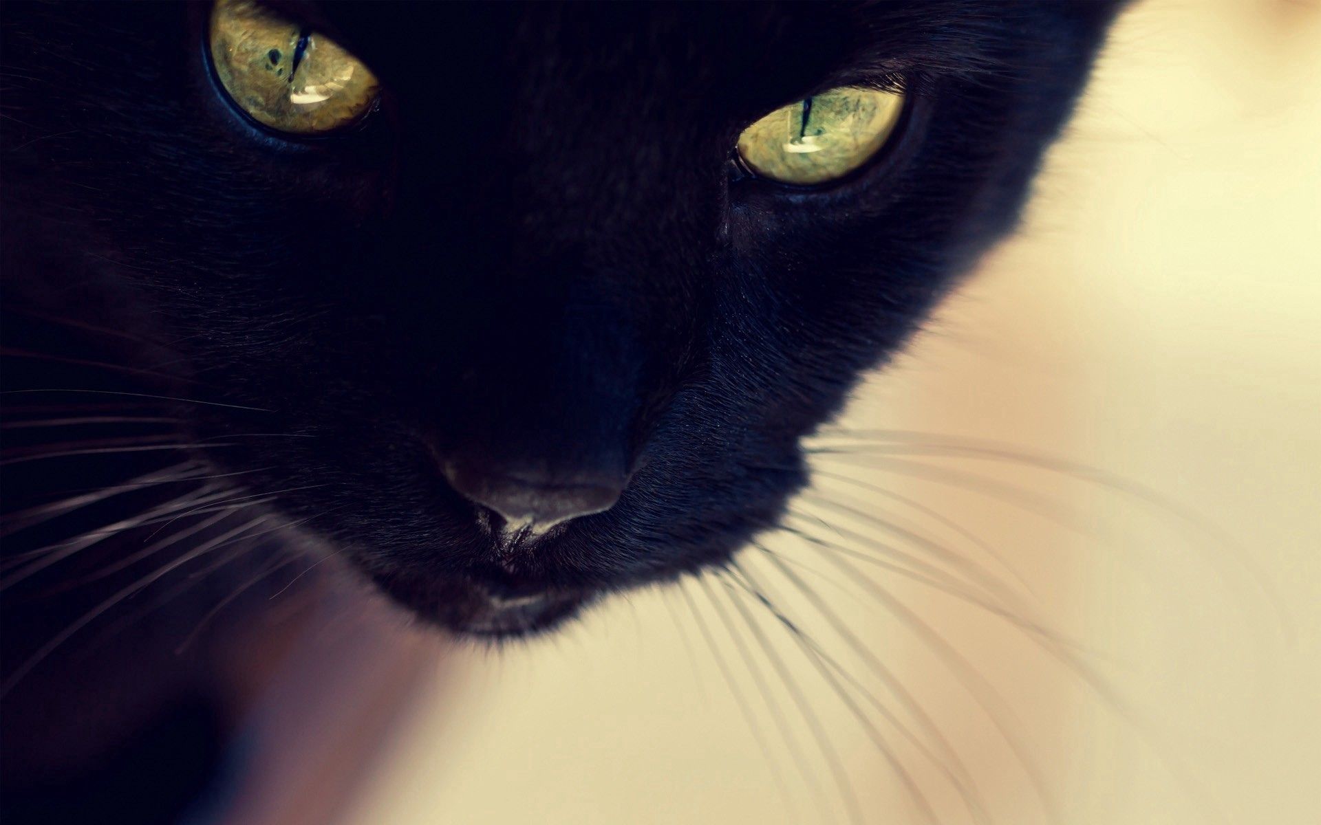 74049 скачать картинку глаза, черный кот, животные, нос, морда, усы - обои и заставки бесплатно