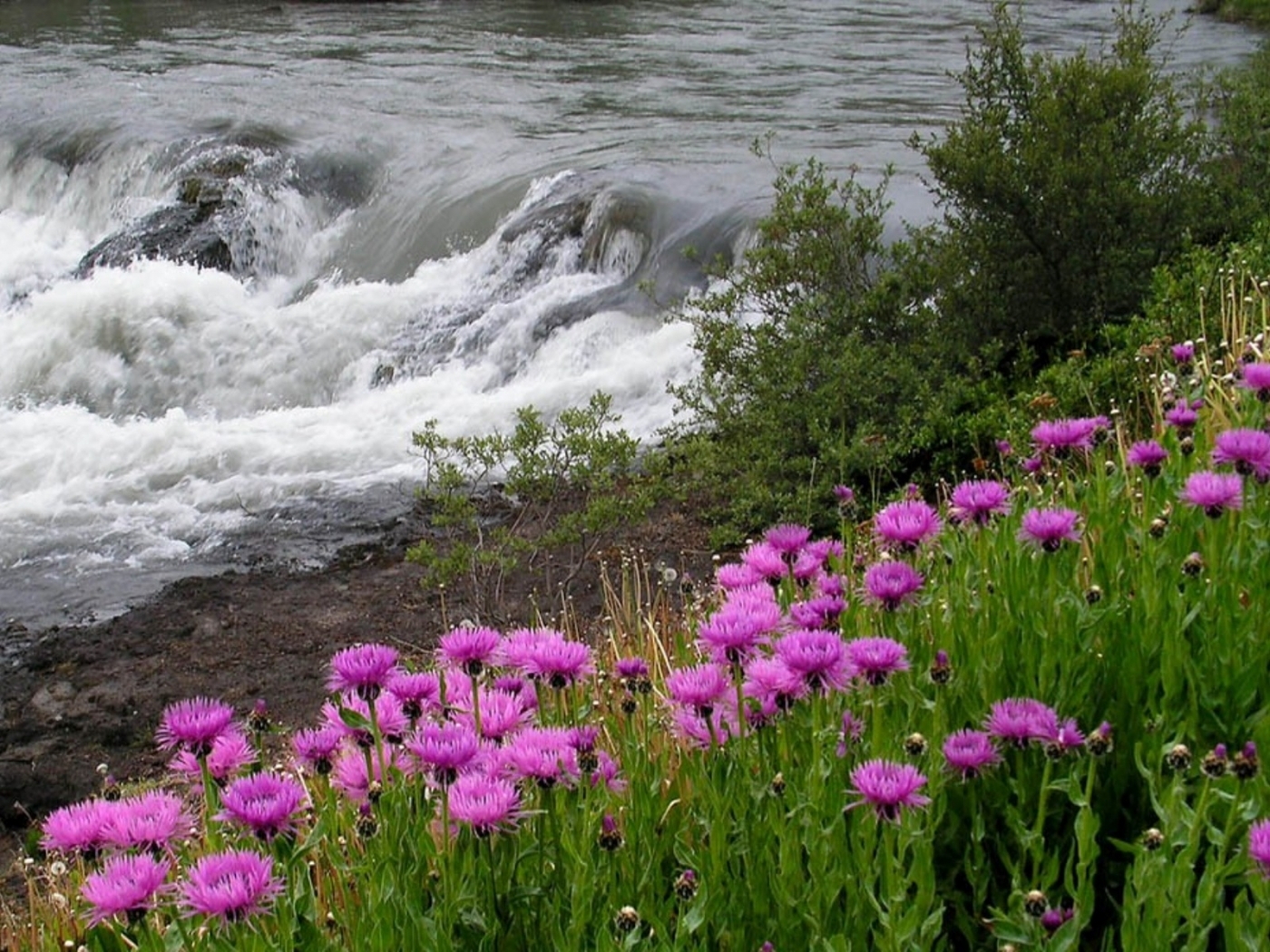 Скачать картинку Река, Пейзаж, Цветы в телефон бесплатно.