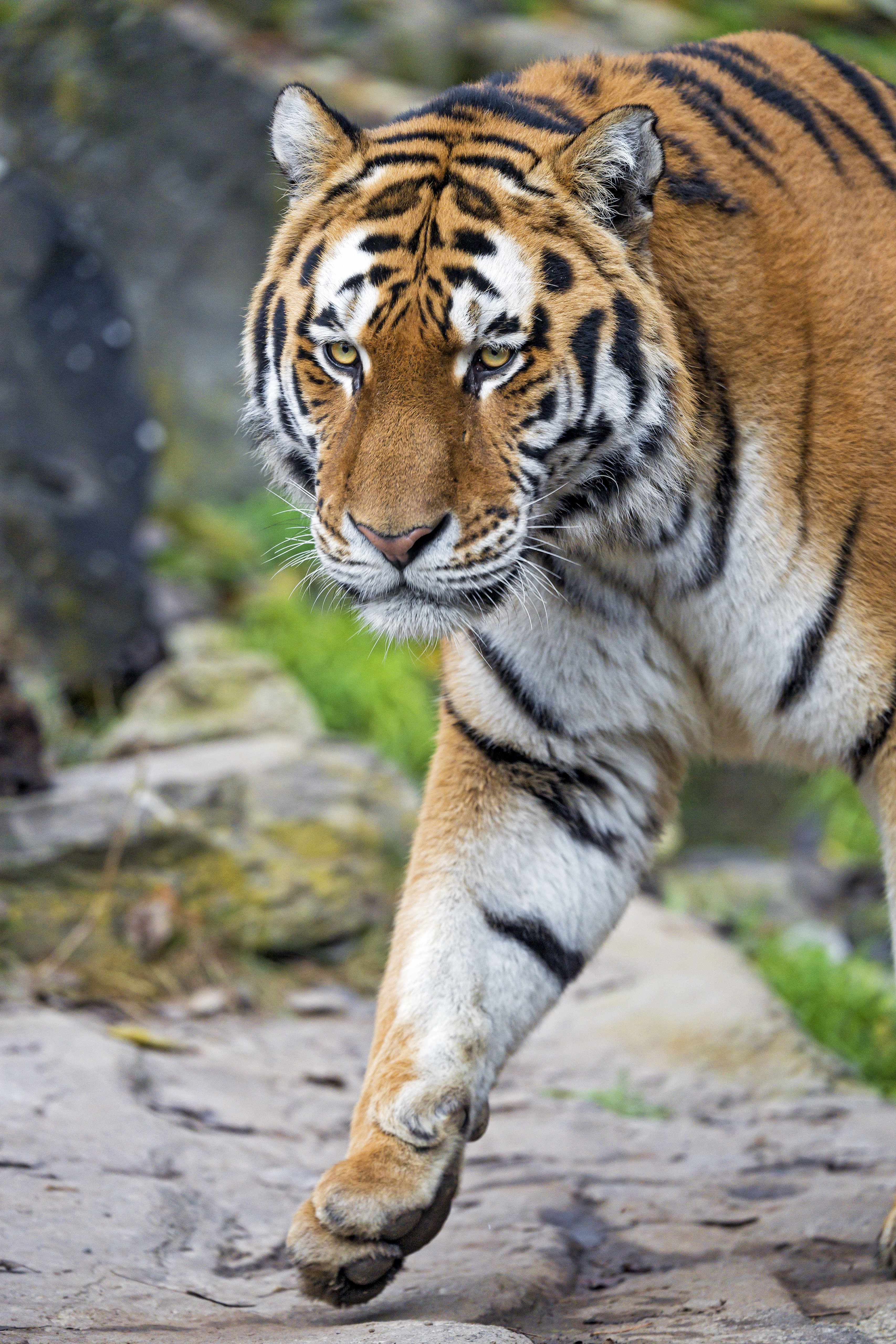 tiger, animals, muzzle, predator, big cat HD wallpaper