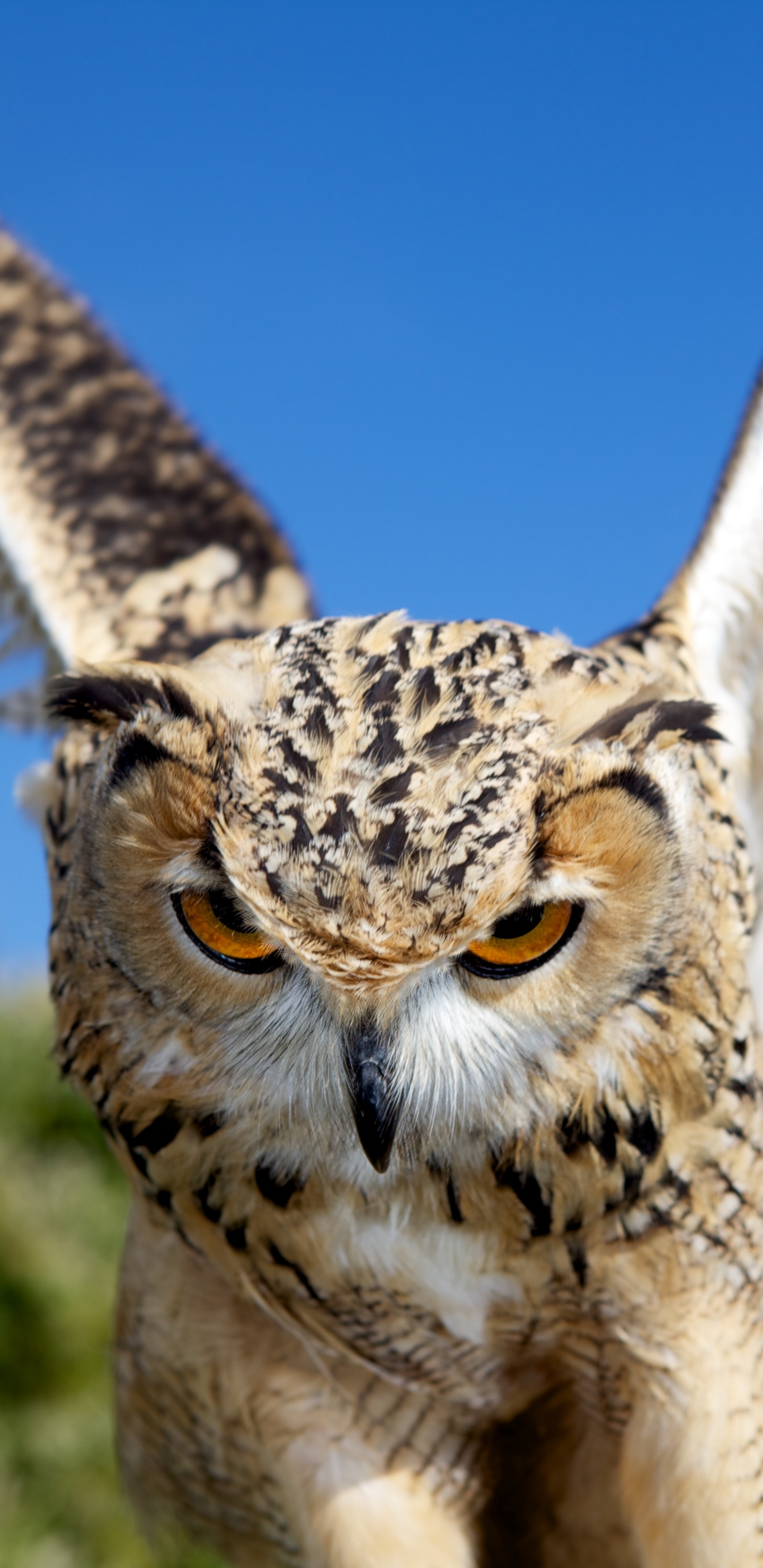 Descarga gratuita de fondo de pantalla para móvil de Búho, Aves, Animales.