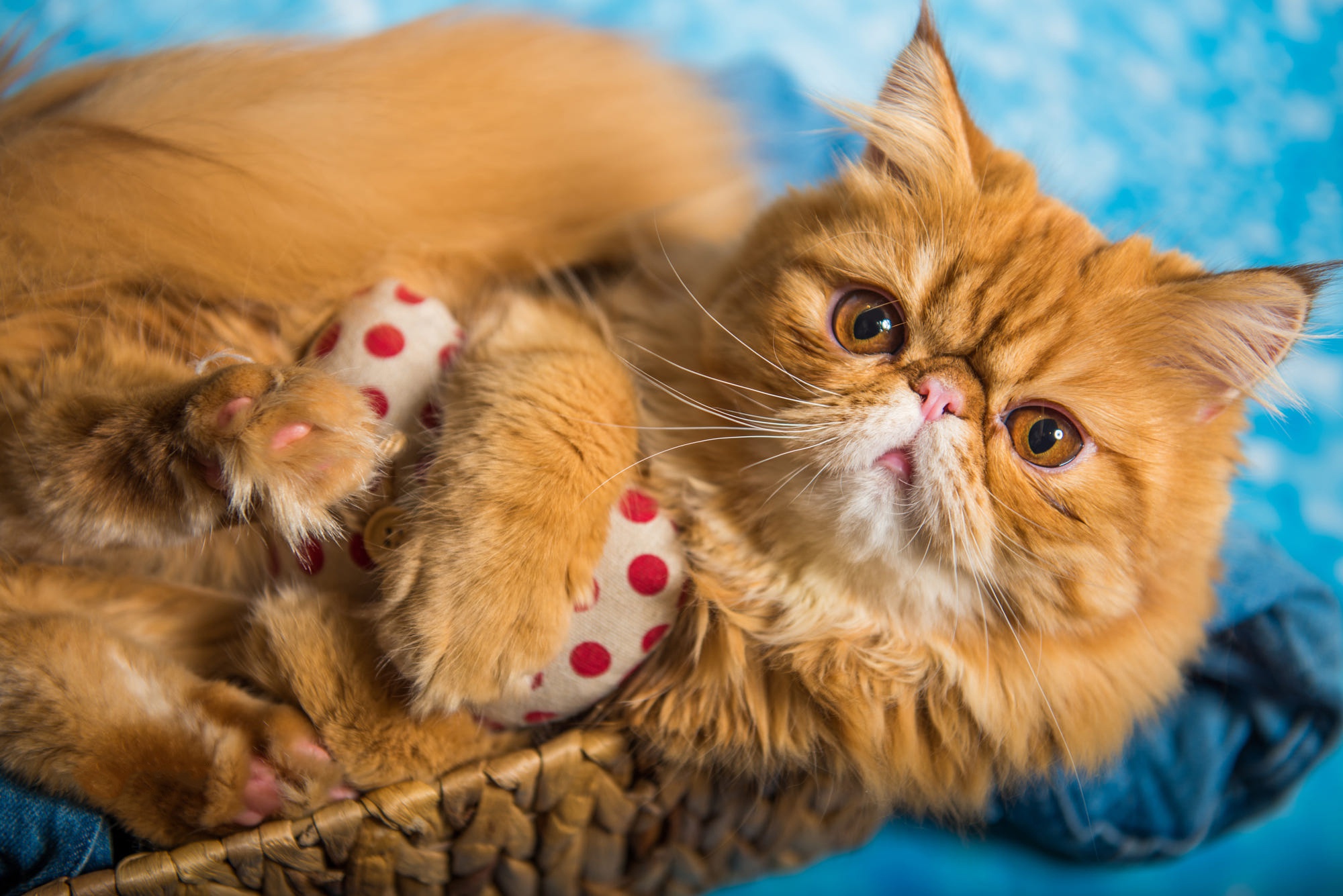 Free download wallpaper Cats, Animal, Persian Cat on your PC desktop
