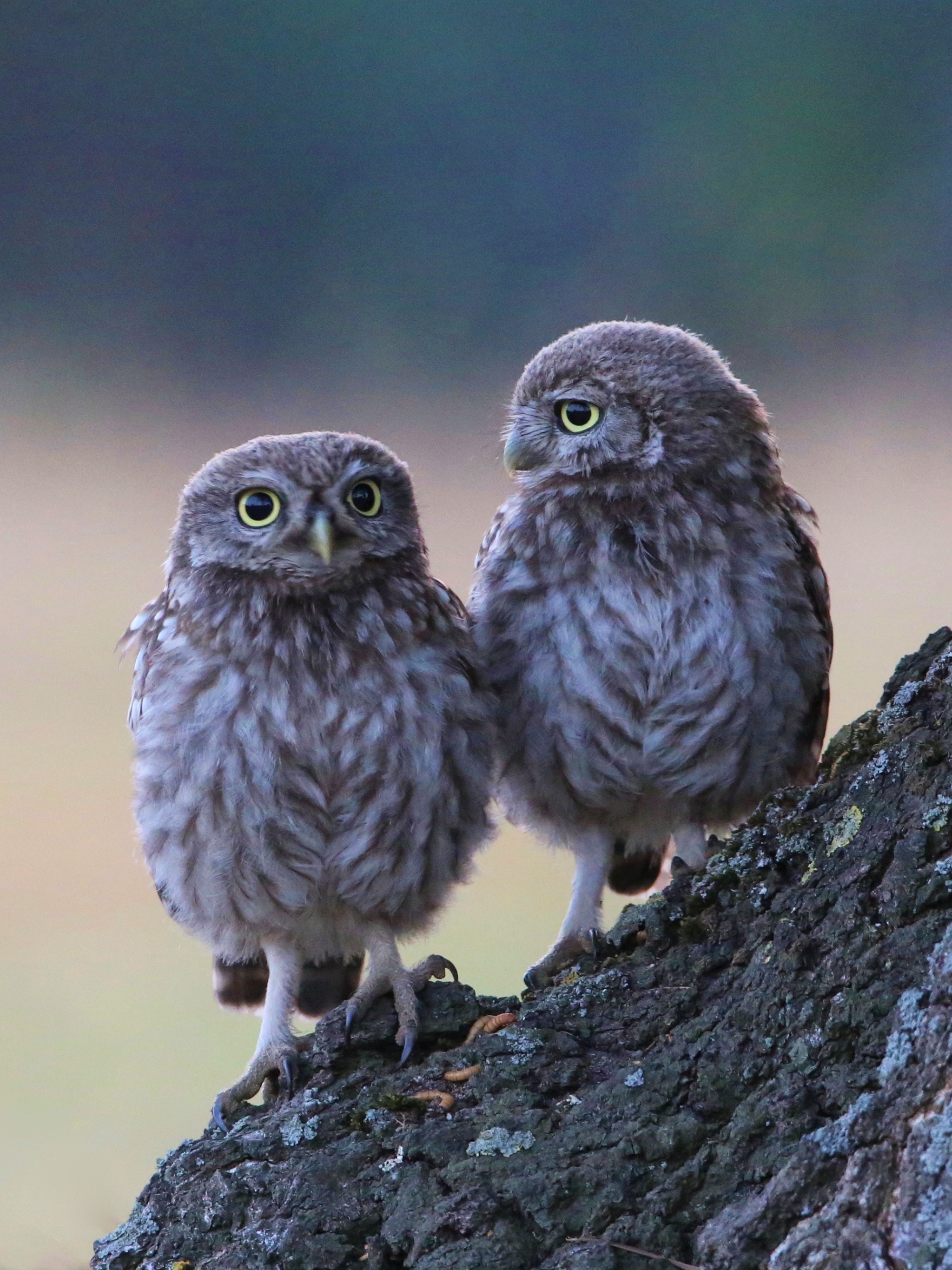 Download mobile wallpaper Birds, Owl, Bird, Animal for free.