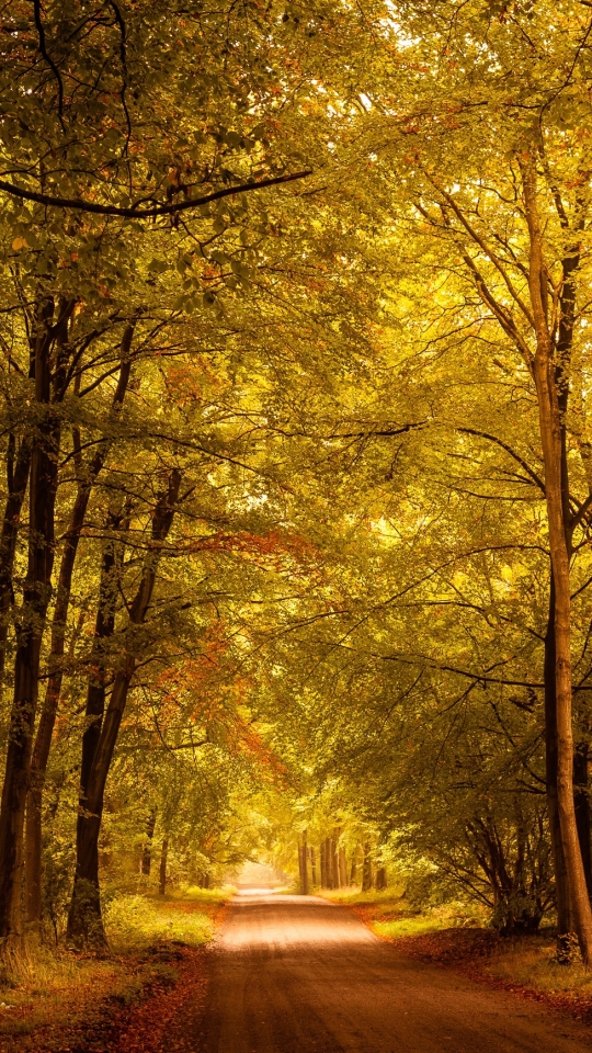 Baixar papel de parede para celular de Natureza, Estrada, Floresta, Árvore, Feito Pelo Homem gratuito.