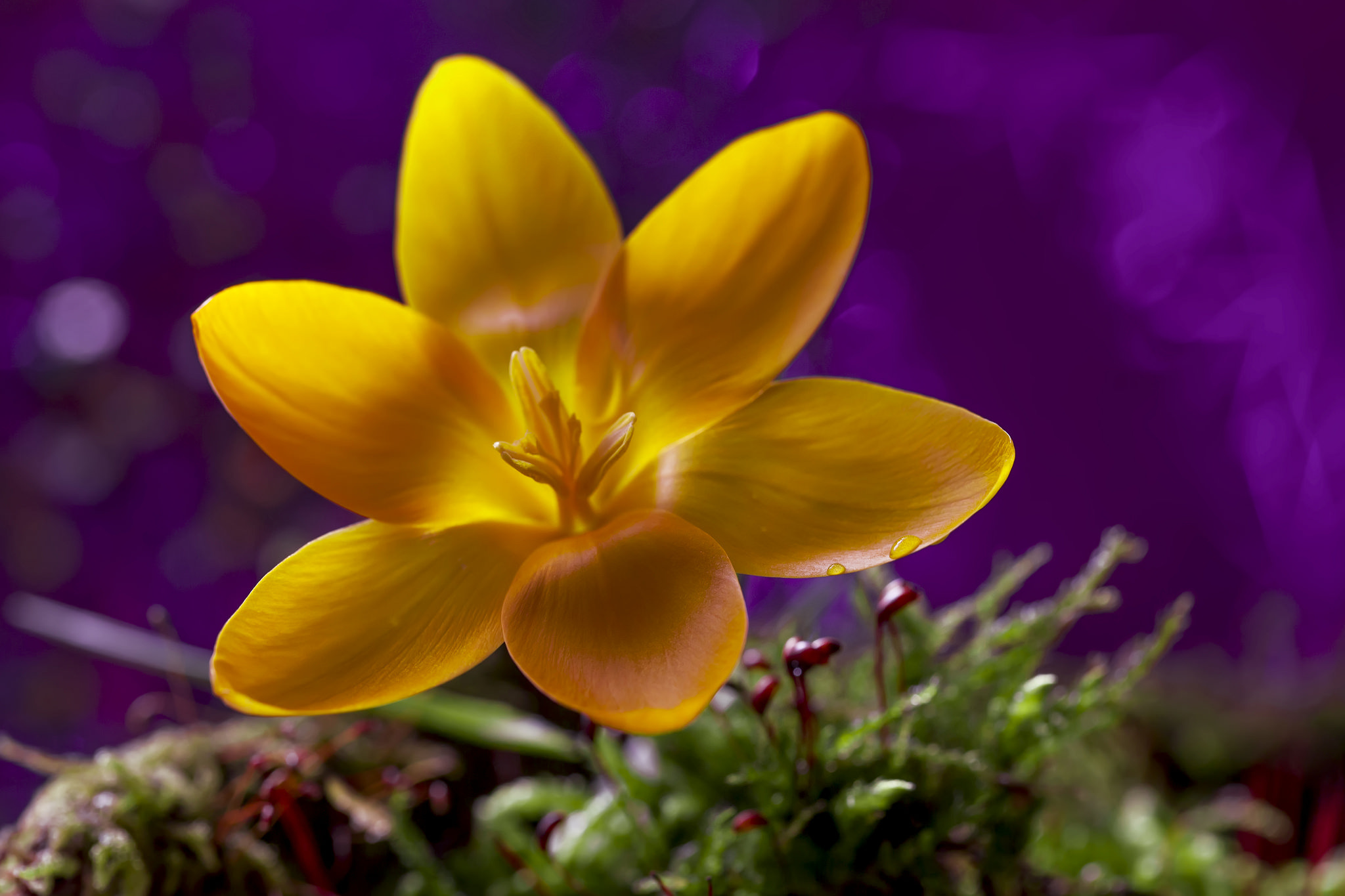 Laden Sie das Blumen, Blume, Erde/natur-Bild kostenlos auf Ihren PC-Desktop herunter