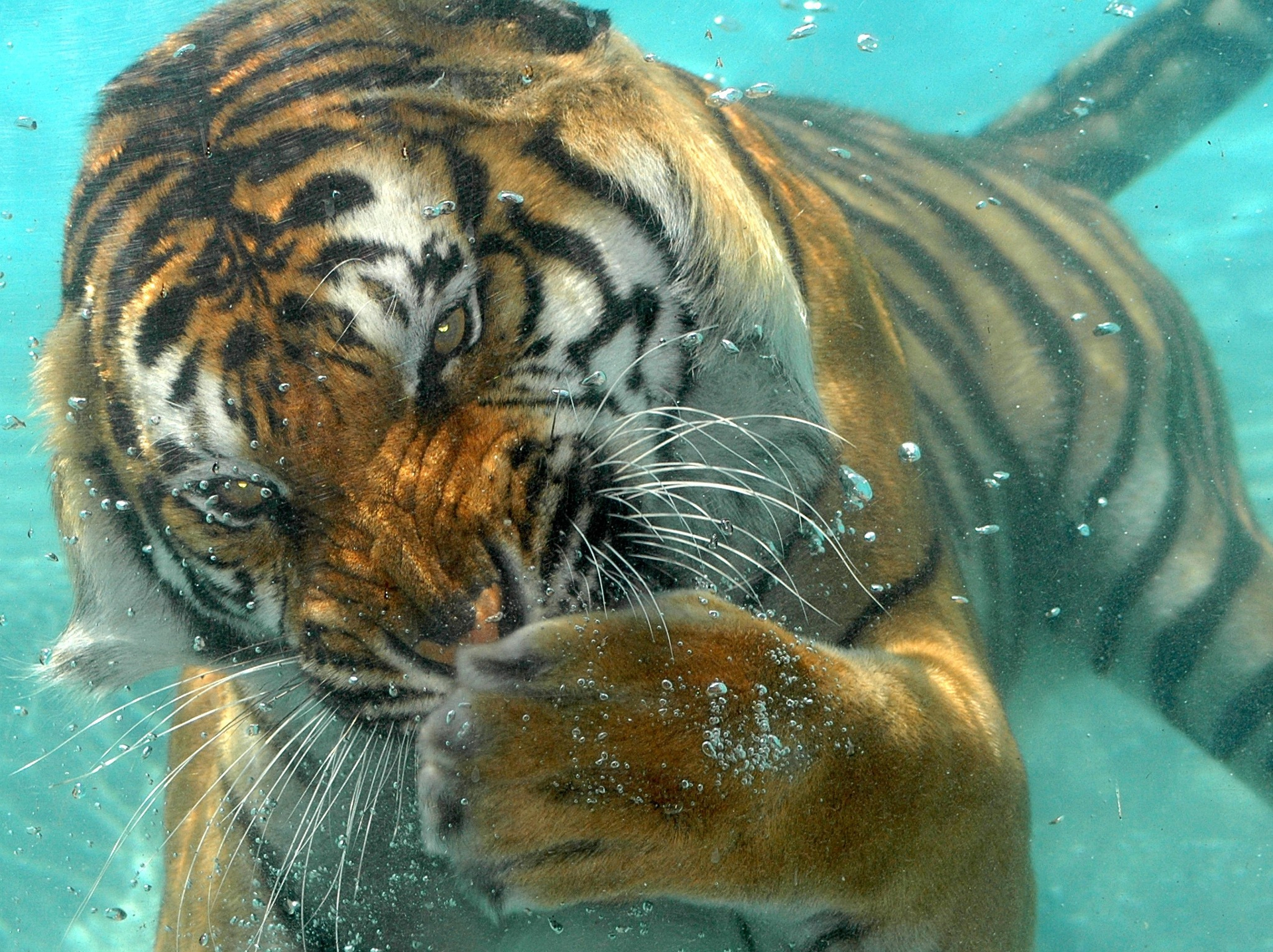 385368壁紙のダウンロード動物, 虎, 閉じる, 水泳, 水中, 猫-スクリーンセーバーと写真を無料で