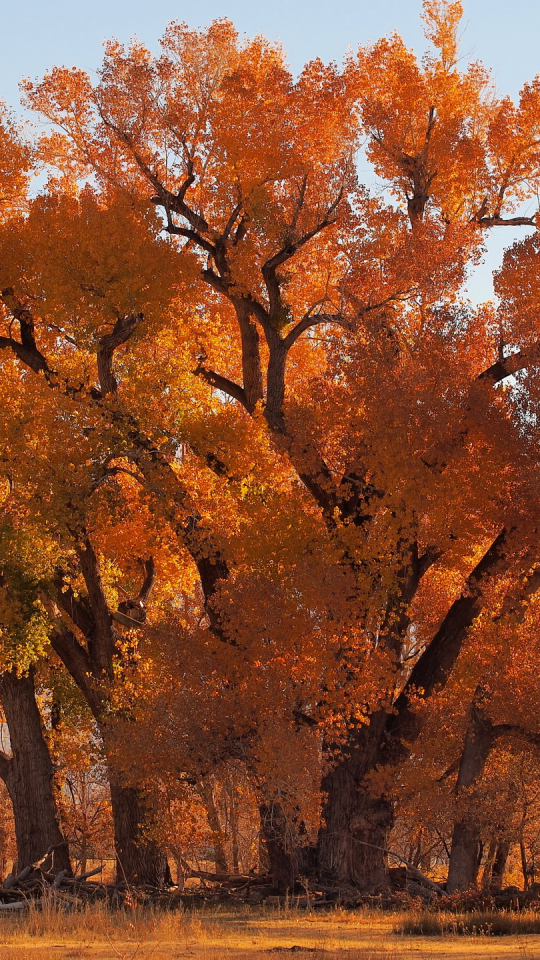 無料モバイル壁紙自然, 木, 秋, 葉, 地球をダウンロードします。