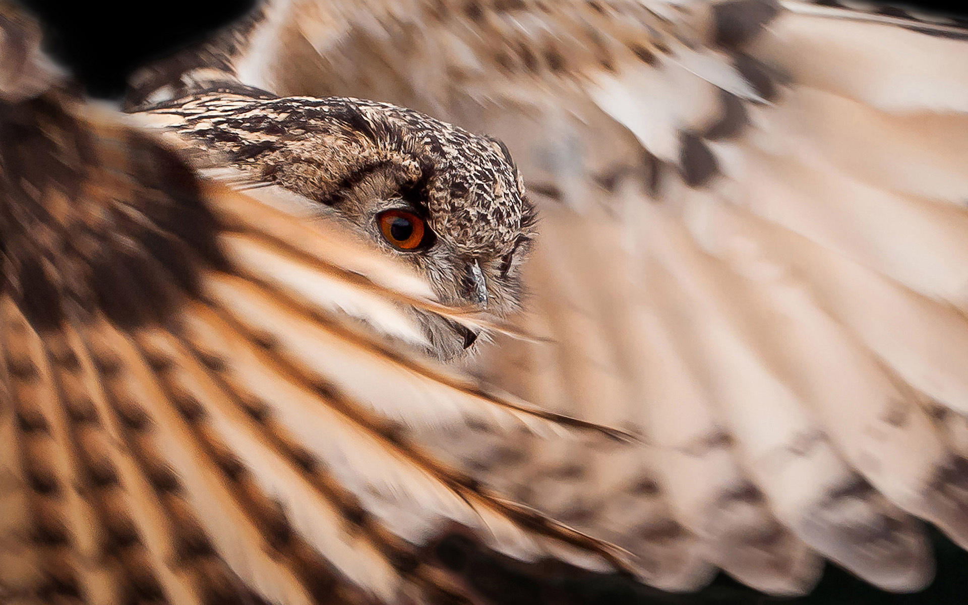 Download mobile wallpaper Birds, Owl, Animal for free.