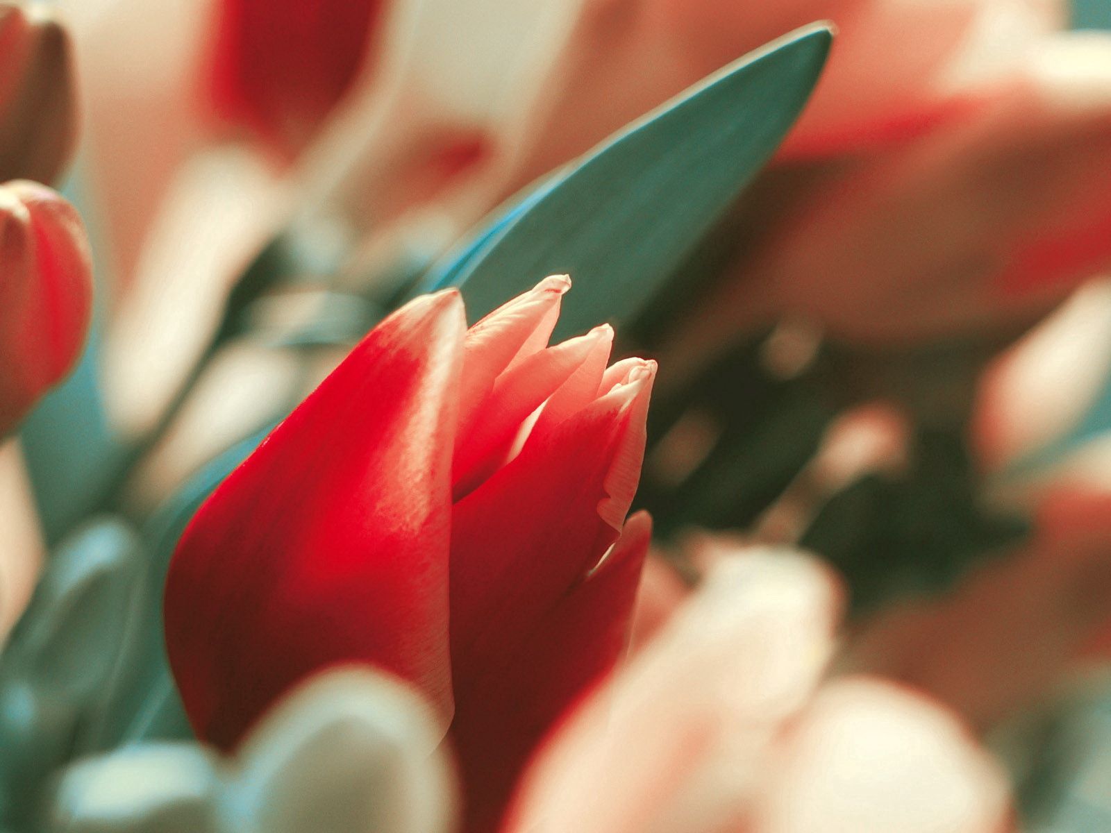 Téléchargez gratuitement l'image Bourgeon, Tulipe, Macro, Tige, Fleur sur le bureau de votre PC