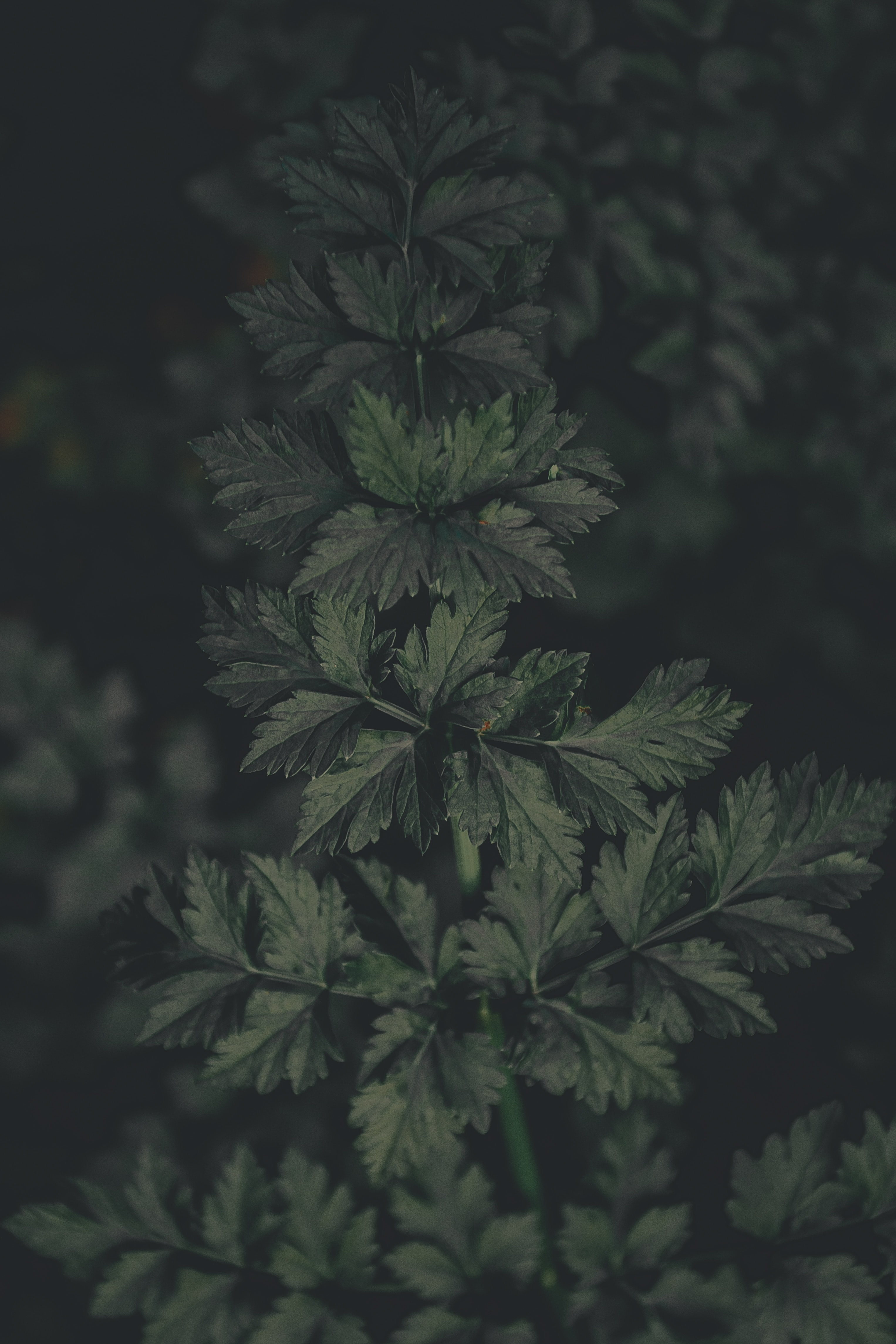 Download mobile wallpaper Macro, Leaves, Plant, Dark for free.