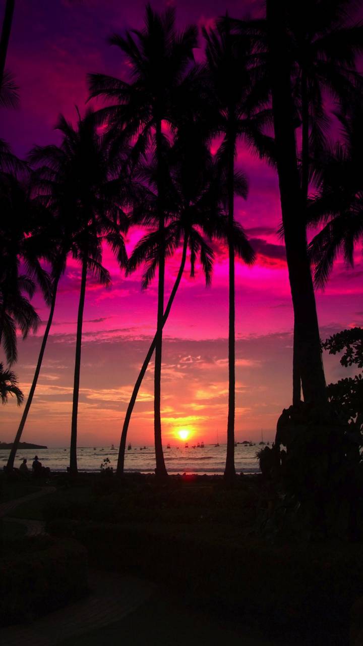 Download mobile wallpaper Sunset, Sky, Earth, Tropical, Palm Tree for free.