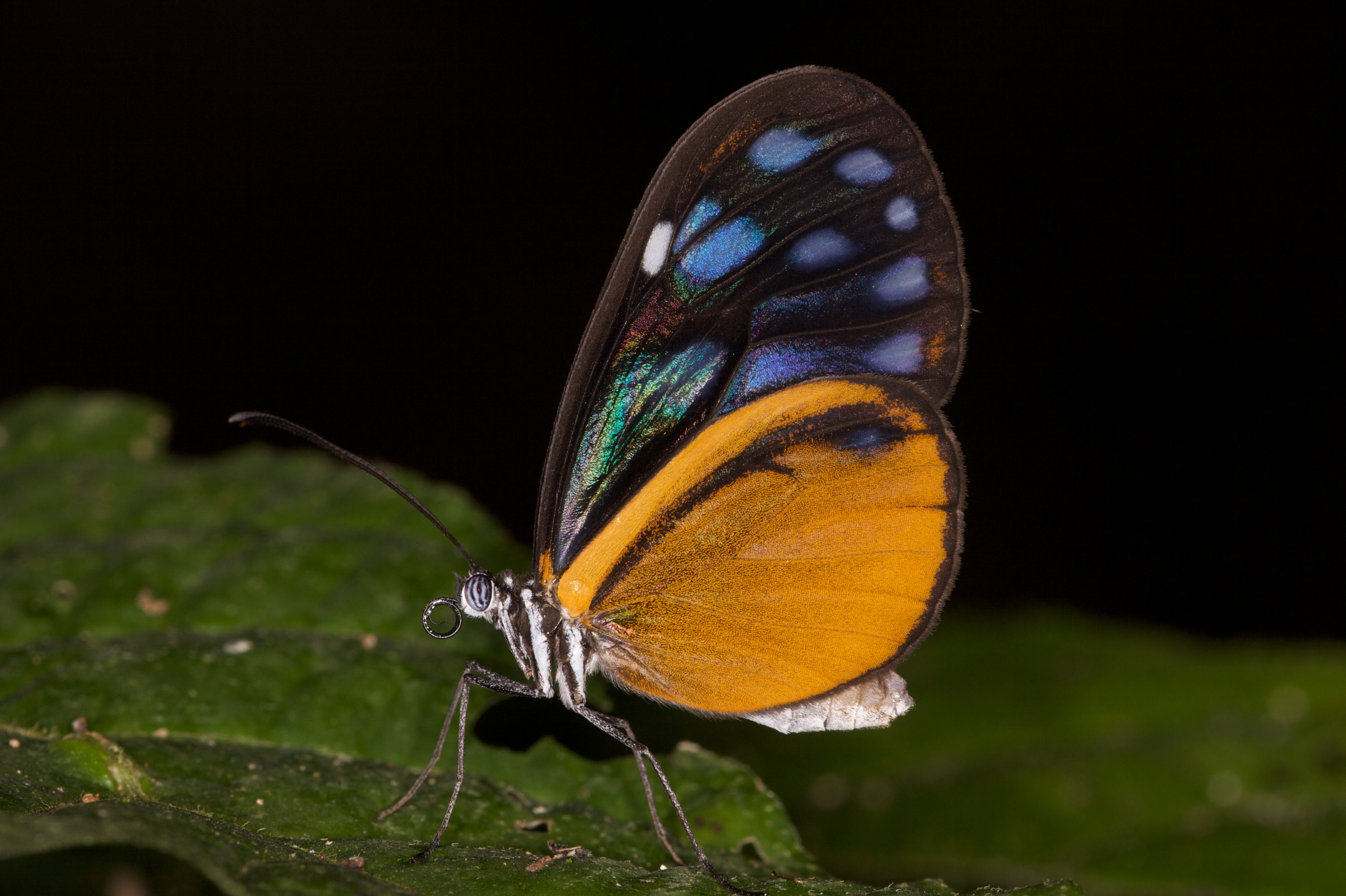 Free download wallpaper Butterfly, Animal on your PC desktop