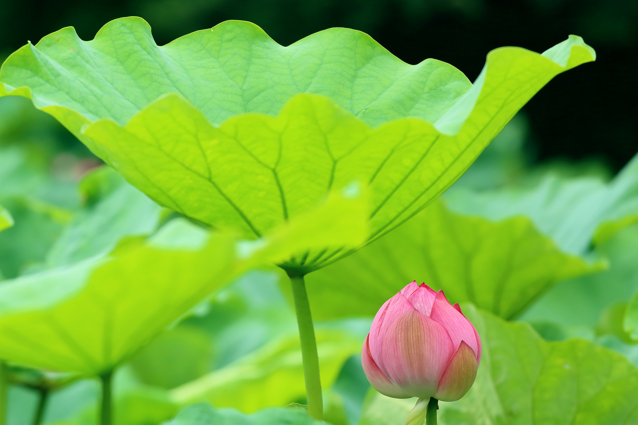 Téléchargez gratuitement l'image Fleurs, Lotus, Fermer, Terre/nature sur le bureau de votre PC