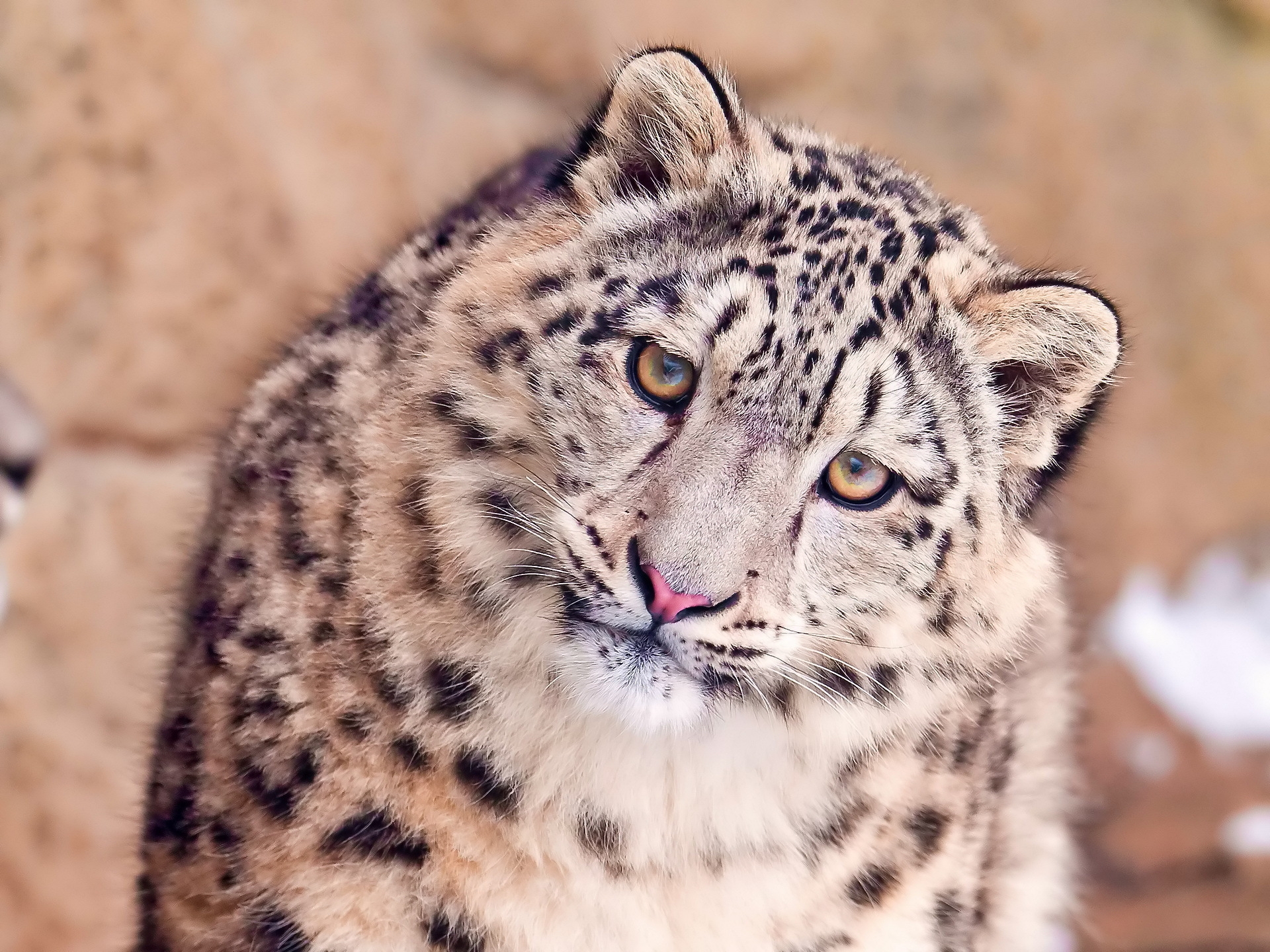 79038 télécharger le fond d'écran snow leopard, animaux, museau, muselière, à pois, boutonneux, prédateur, gros chat, fauve - économiseurs d'écran et images gratuitement