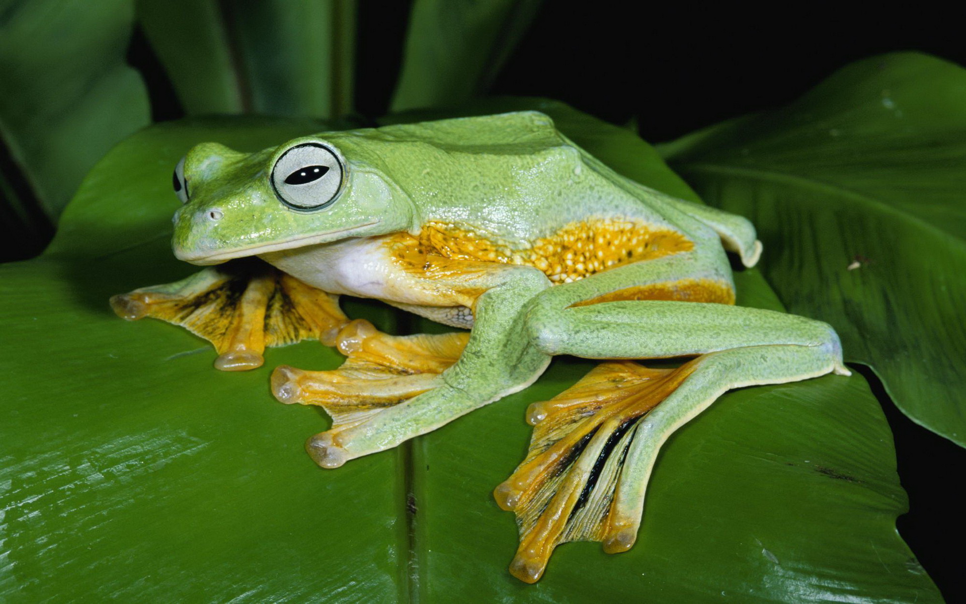 Téléchargez des papiers peints mobile Animaux, Grenouille gratuitement.