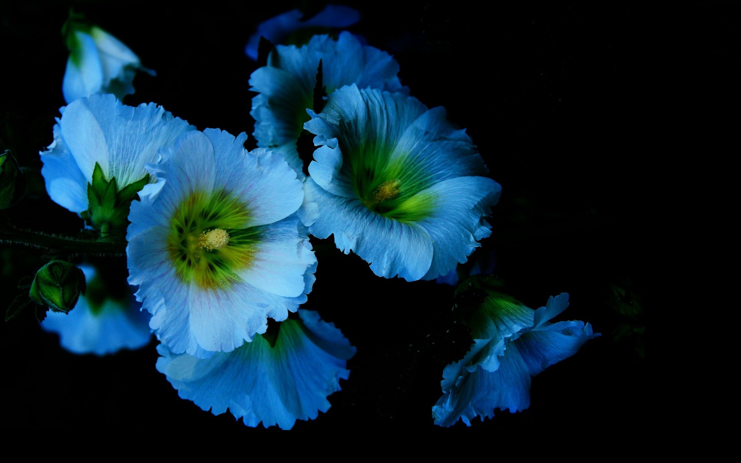 Baixe gratuitamente a imagem Flores, Flor, Terra/natureza na área de trabalho do seu PC