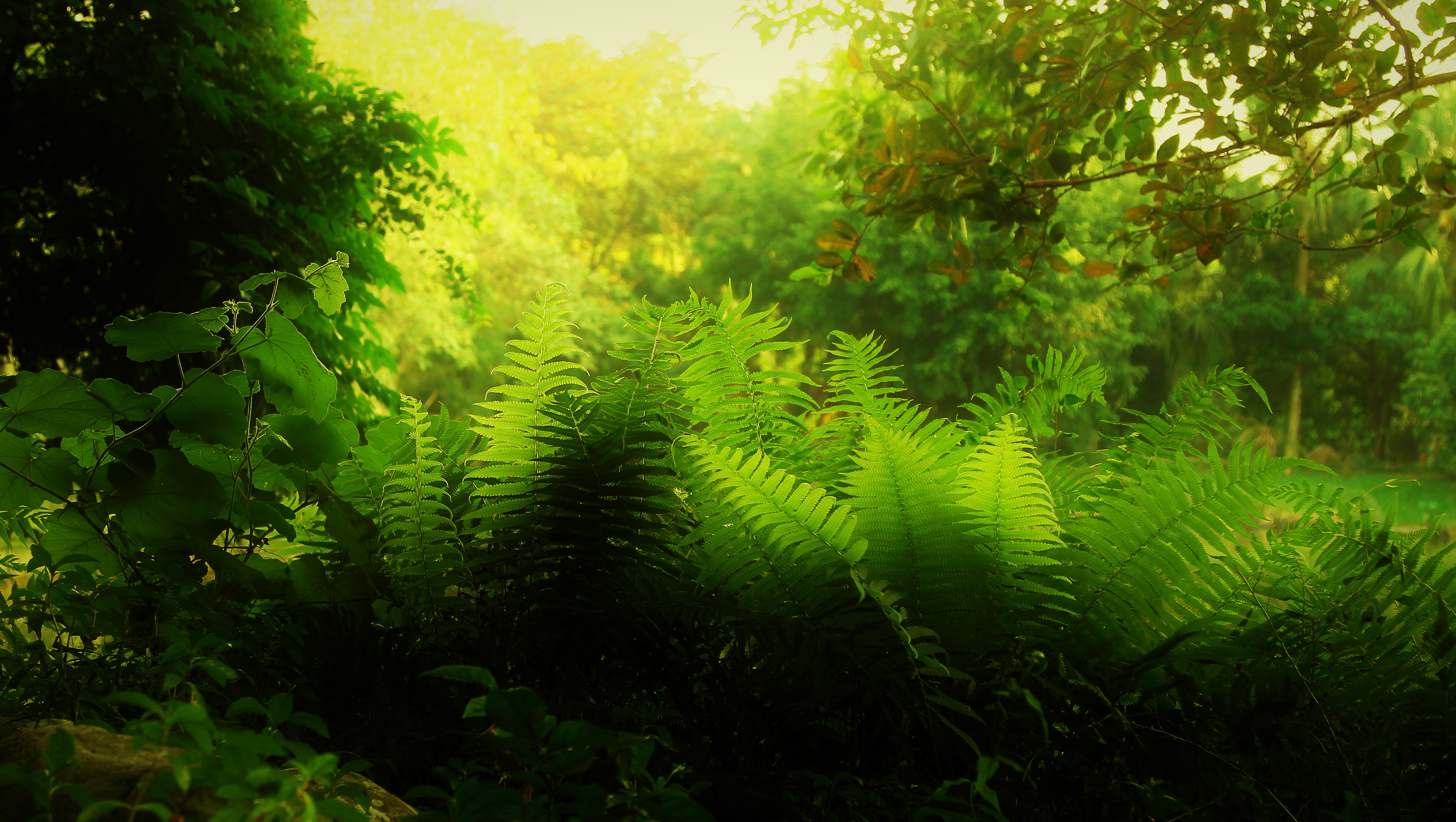 Download mobile wallpaper Sunset, Fern, Earth, Greenery for free.