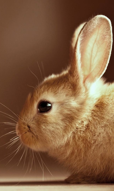 Download mobile wallpaper Animal, Rabbit for free.