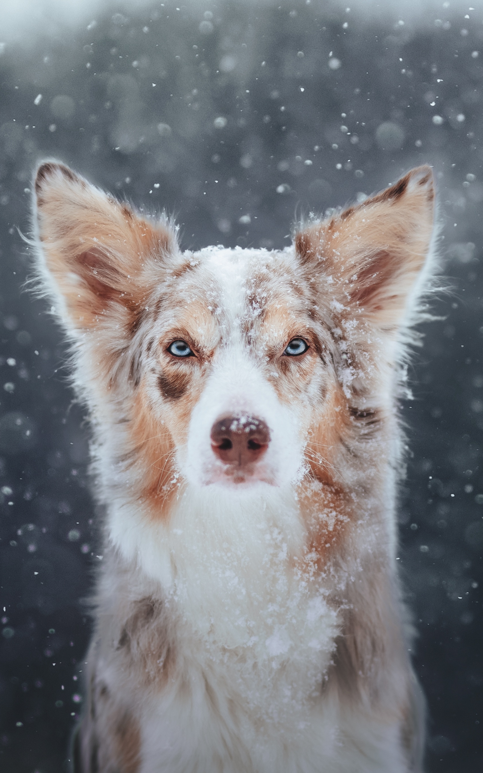 Download mobile wallpaper Dogs, Dog, Animal, Snowfall for free.