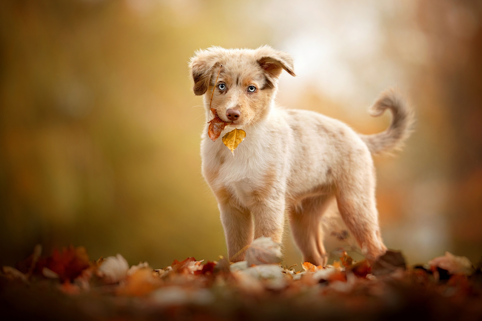 Download mobile wallpaper Dogs, Dog, Fall, Animal, Puppy, Australian Shepherd, Baby Animal for free.