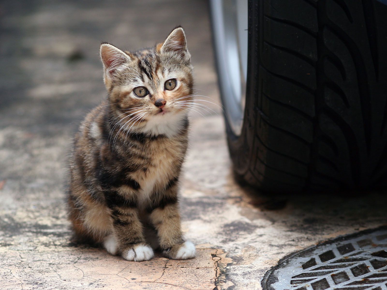 Baixar papel de parede para celular de Gato, Gatos, Animais gratuito.