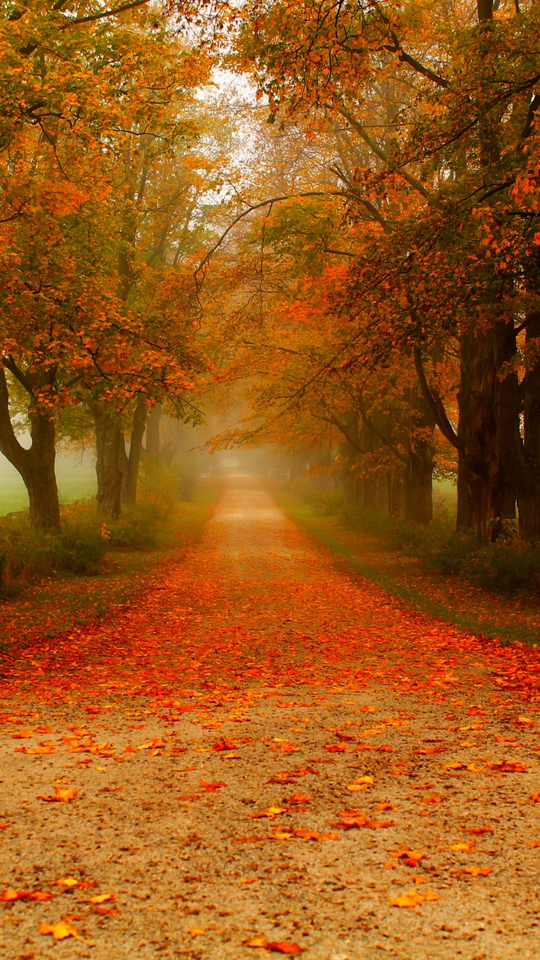 Download mobile wallpaper Road, Fog, Fall, Path, Man Made, Tree Lined for free.